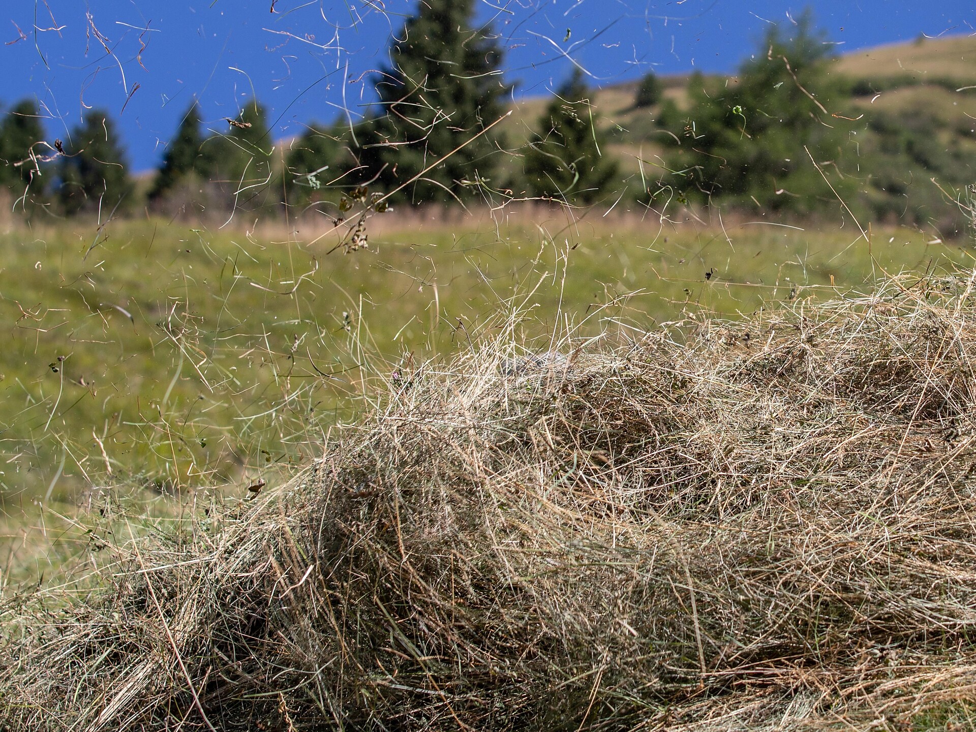 Alpine hay Special: experience mountain hay harvesting - Sterzing/Vipiteno and environs - #2 - suedtirol.info