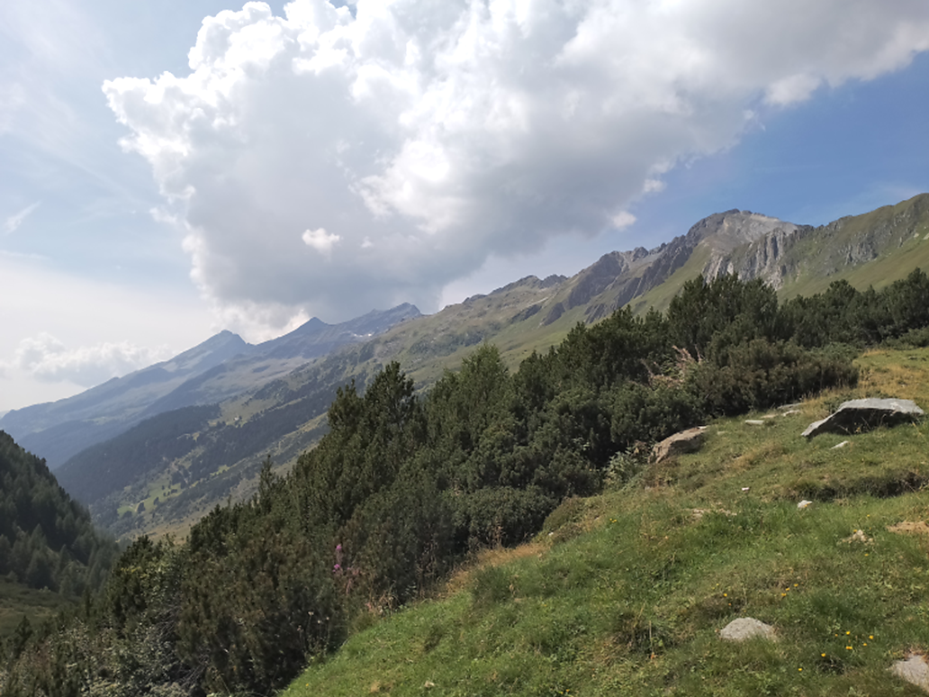 Prati fioriti  | Escursione - Valle Aurina - #2 - suedtirol.info