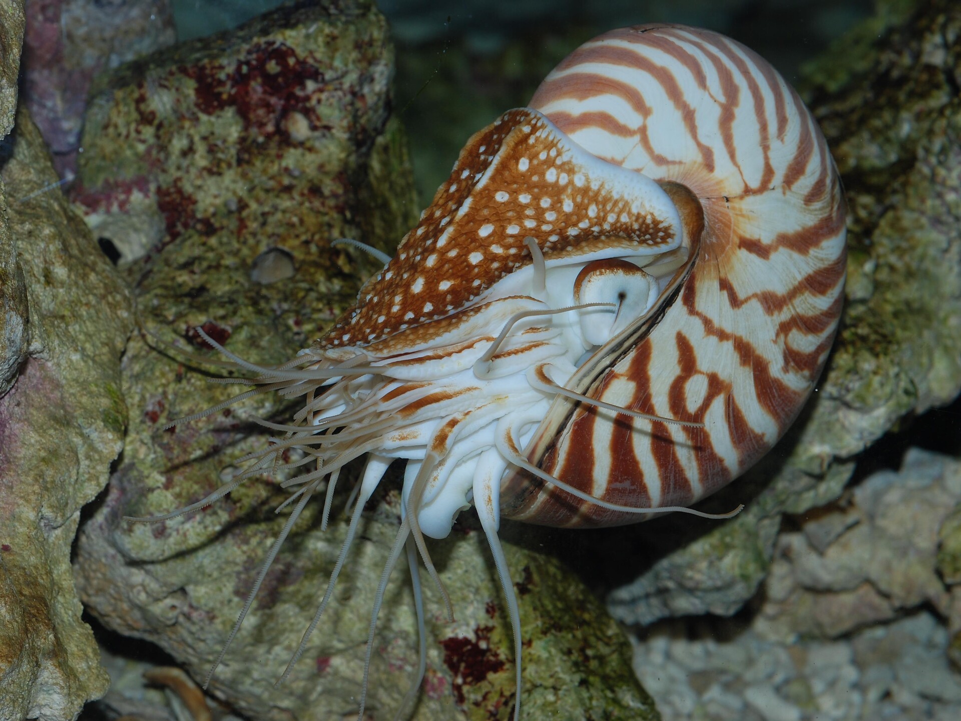 Countdown to mass extinction? - Dolomitenregion Seiser Alm - #2 - suedtirol.info