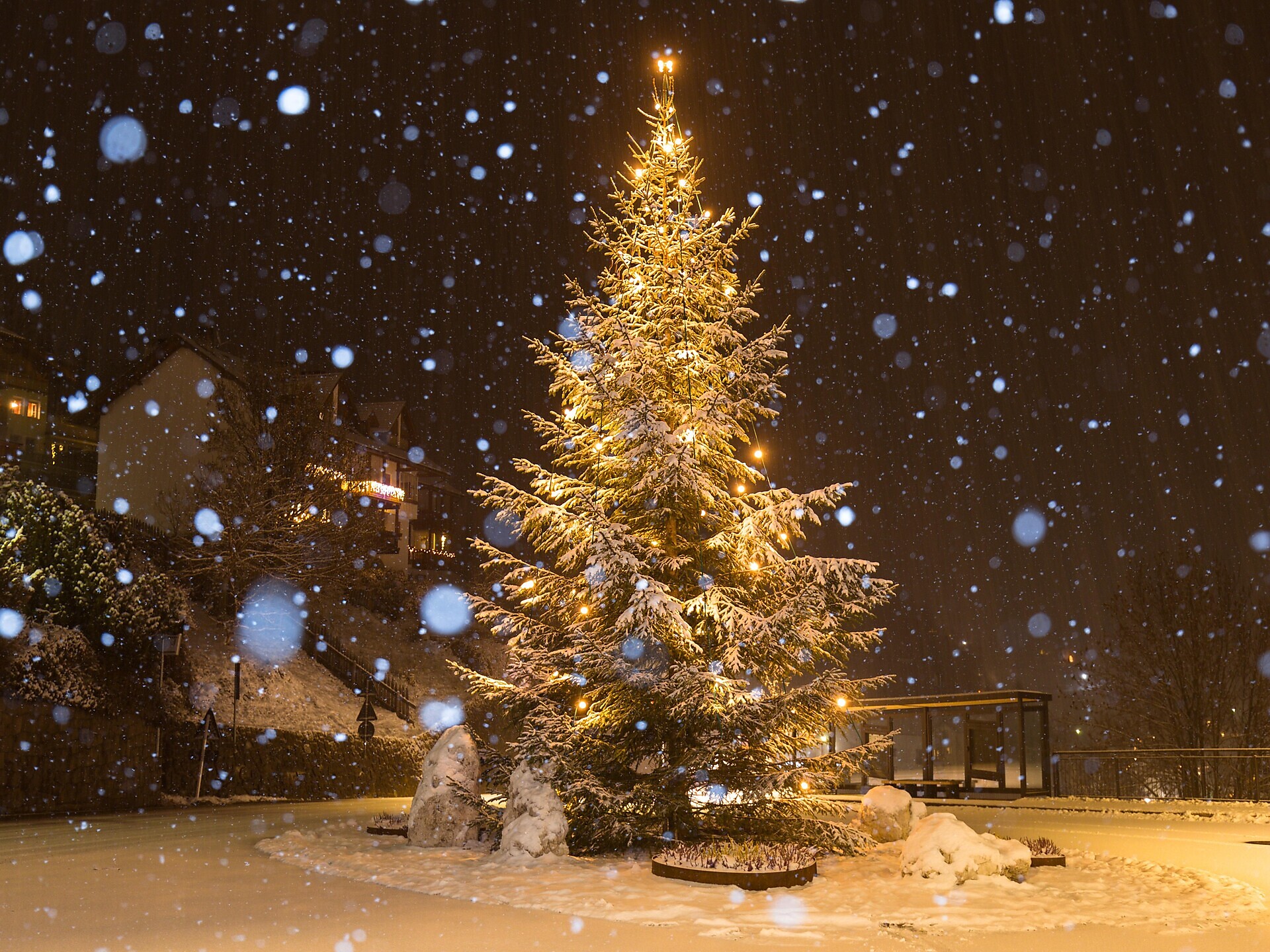 Christbaumverkauf - Feuerwehr St. Magdalena - Dolomitenregion Villnösstal - #1 - suedtirol.info