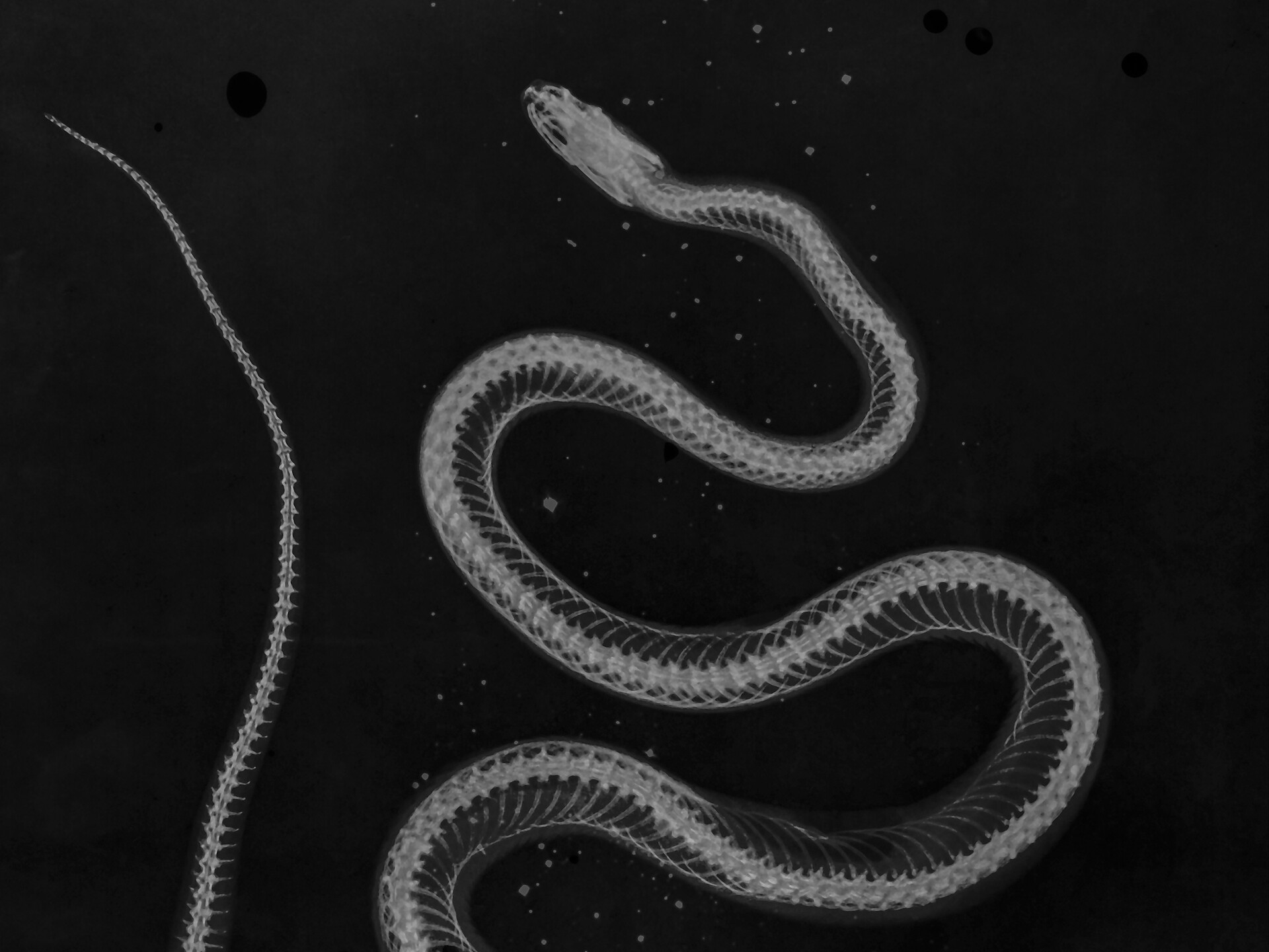 Claudia Corrent - All’ombra simile o a un sogno - Bozen und Umgebung - #1 - suedtirol.info