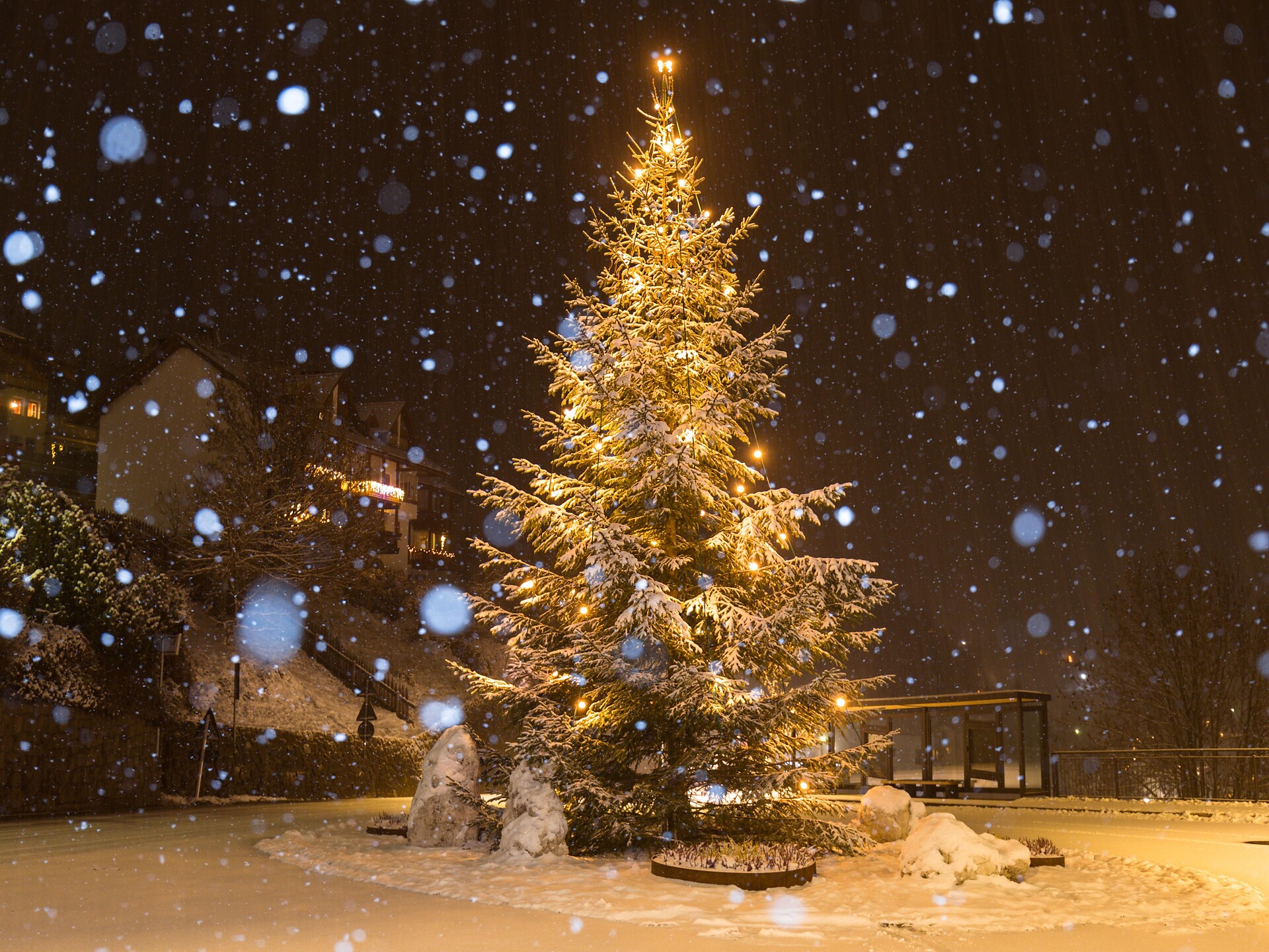 Vendita di Alberi di Natale - Regione dolomitica Val di Funes - #1 - suedtirol.info