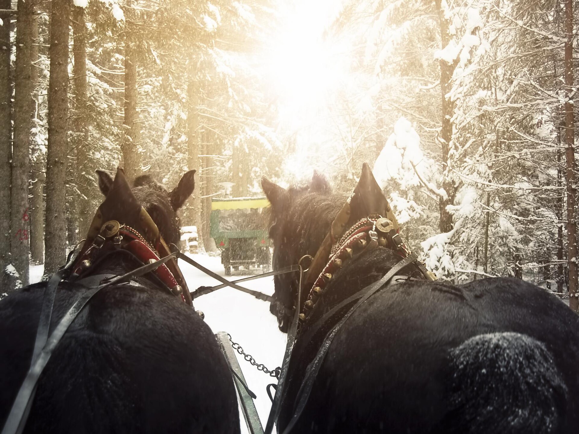 Cun la gücia da sëra - Abend-Pferdeschlittenfahrt auf dem Künstlerweg - Dolomitenregion Alta Badia - #1 - suedtirol.info
