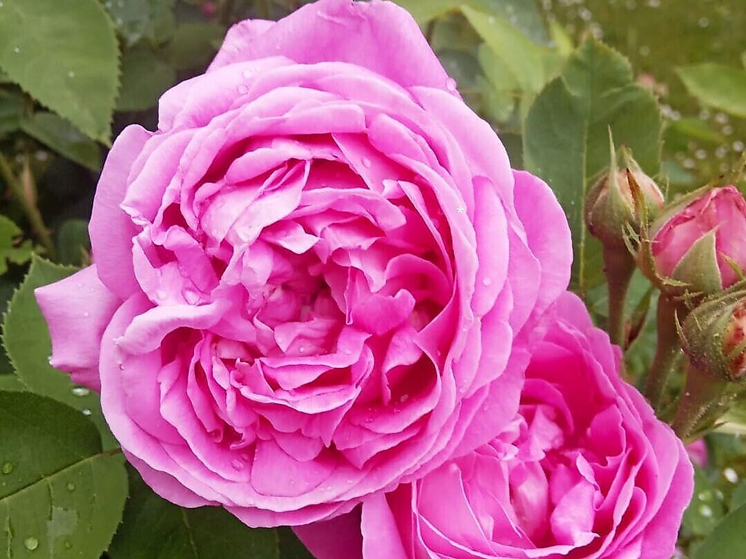 The Bindergitschgarden - The Garden of Andriano & Terlano 2026 - Alto Adige Wine Road - #2 - suedtirol.info