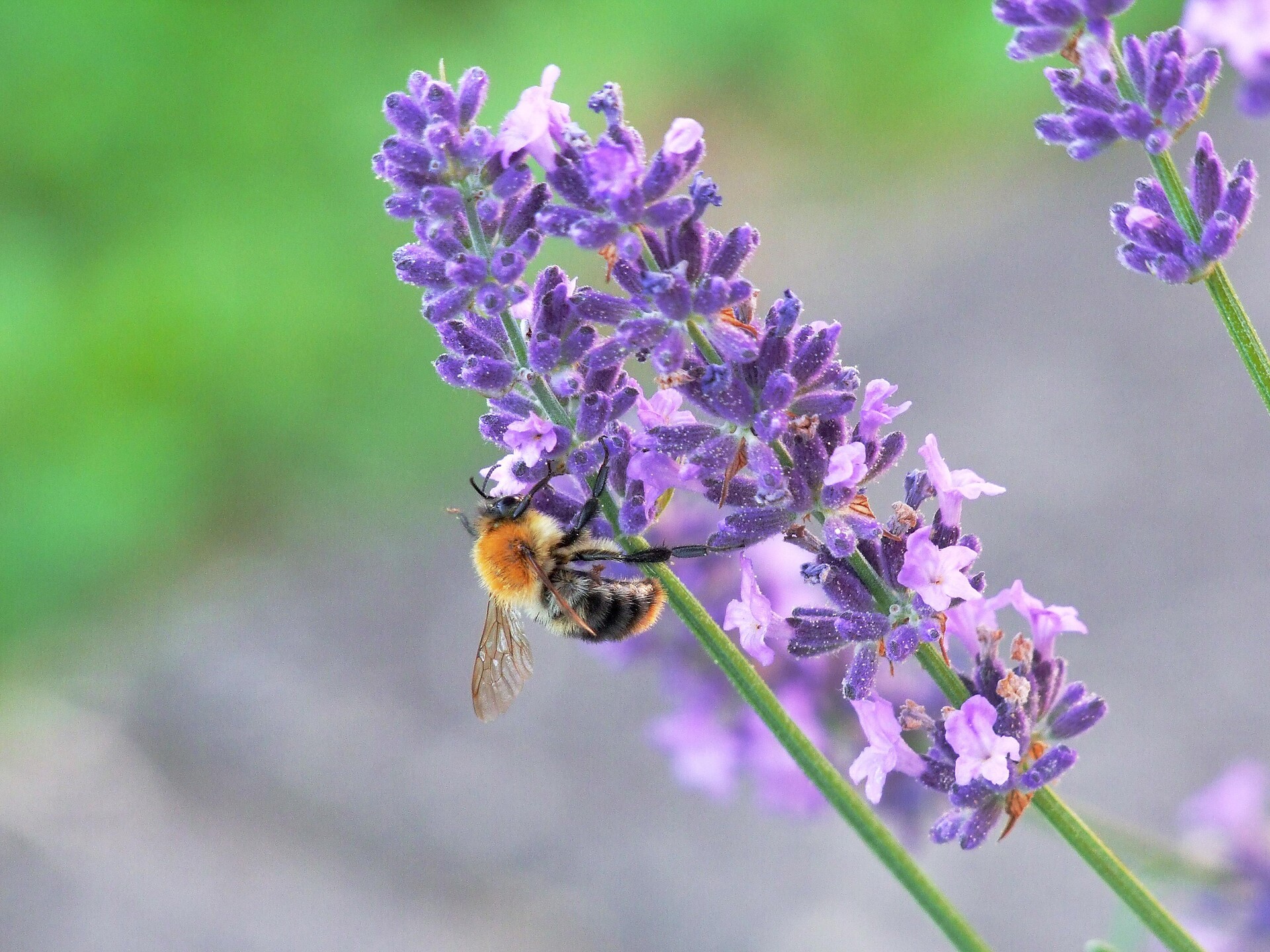 Die Naturapotheke aus dem Bienenstock - Gartenliebe Andrian & Terlan 2026 - Südtiroler Weinstraße - #1 - suedtirol.info