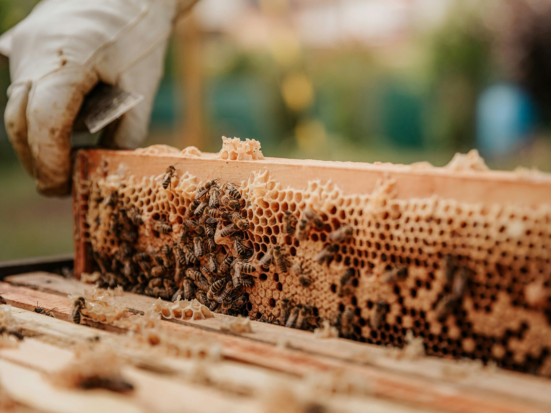 Die Wunderwelt der Bienen (Kindersommer) Lana 1 suedtirol.info