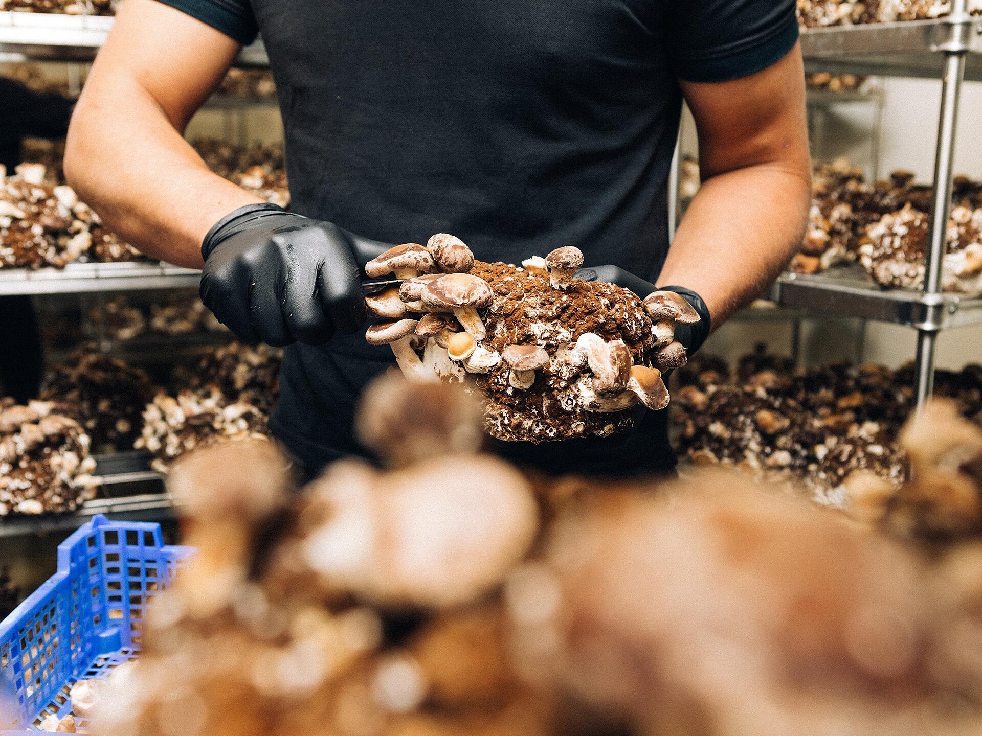 L'arte di coltivare funghi nobili - visita guidata con degustazione di funghi Nova Ponente 3 suedtirol.info