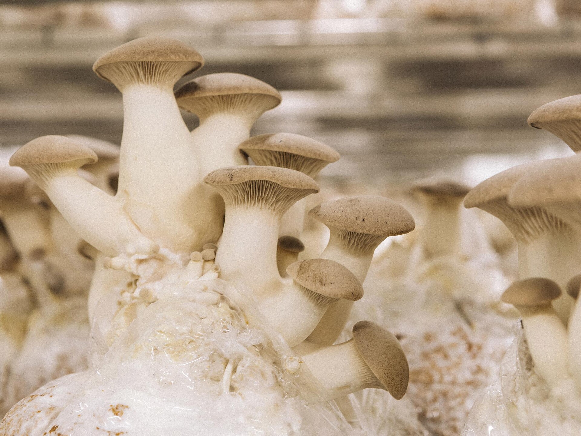 L'arte di coltivare funghi nobili - visita guidata con degustazione di funghi Nova Ponente 2 suedtirol.info
