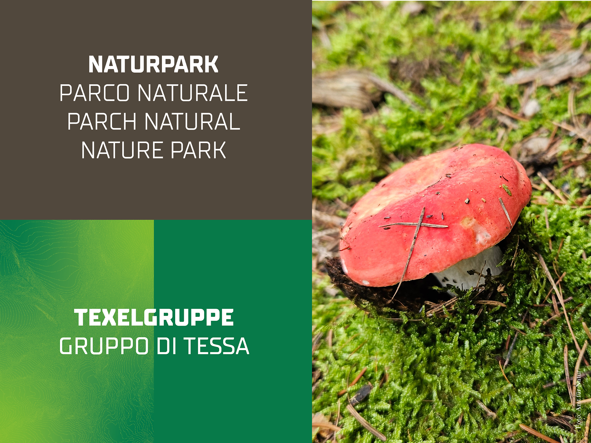 Mushrooms of our woods - Special exhibition - Meran/Merano and environs - #2 - suedtirol.info