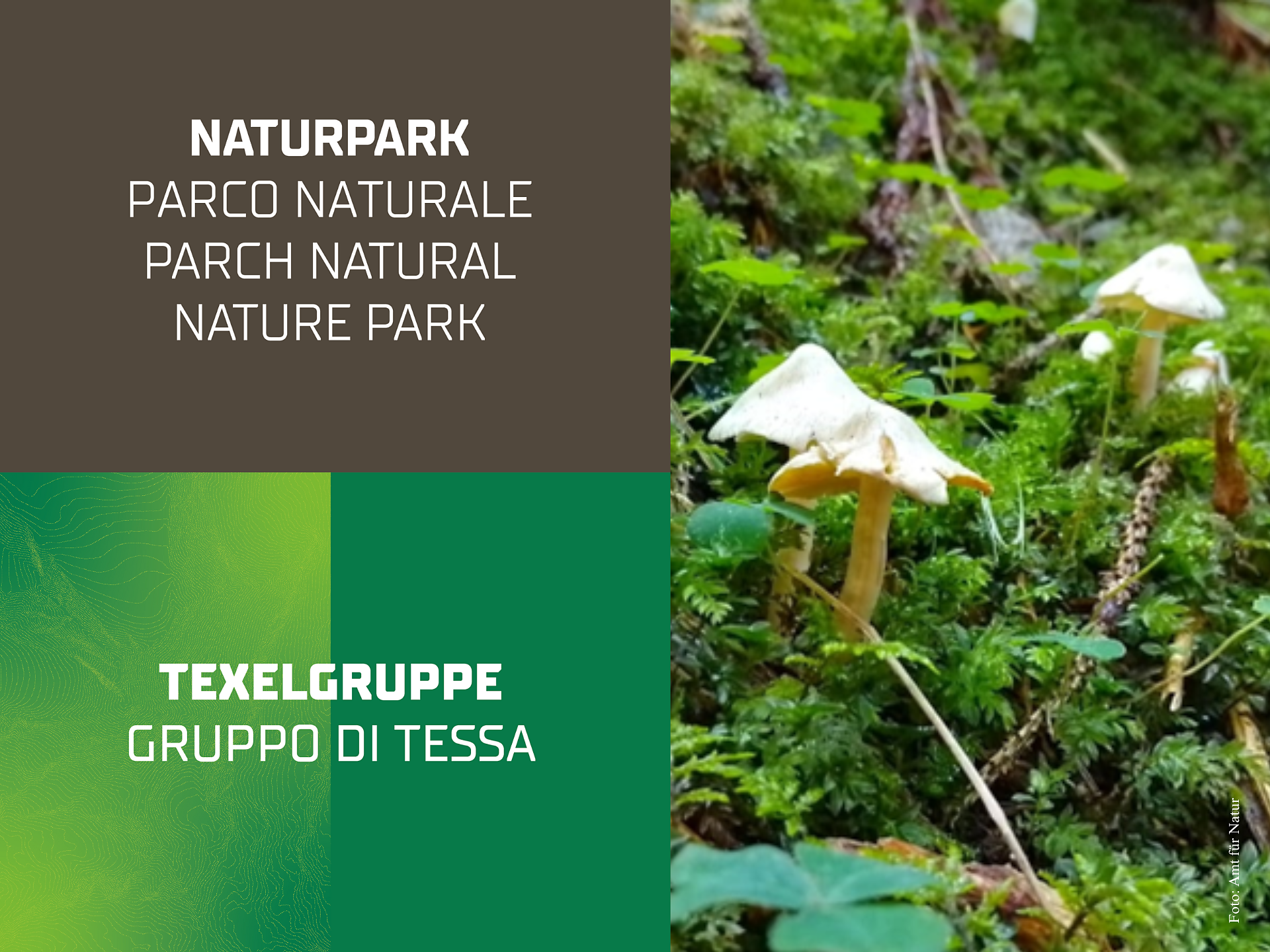 Mushrooms of our woods - Special exhibition - Meran/Merano and environs - #3 - suedtirol.info