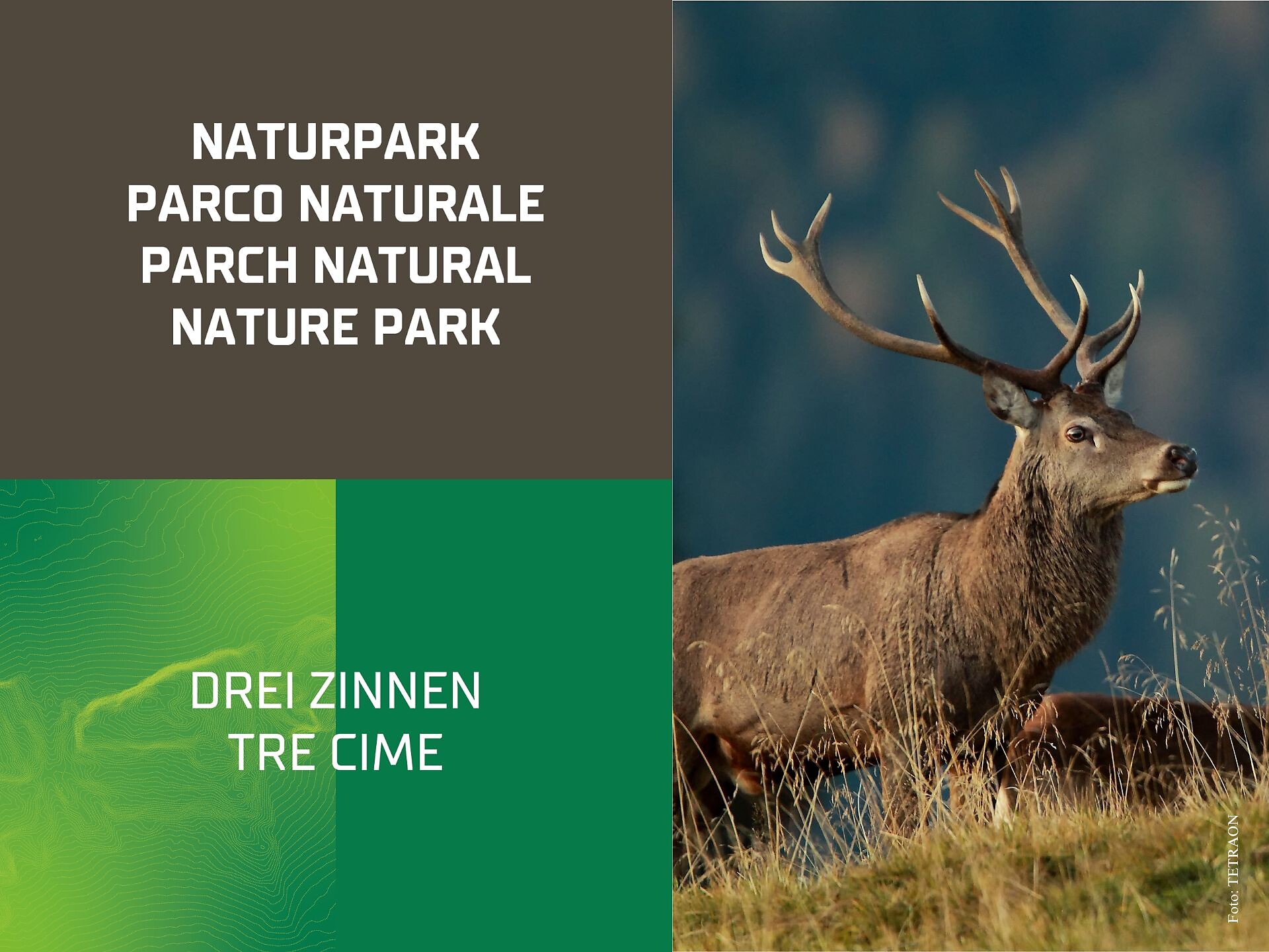 Il cervo nobile | Mostra temporanea - Regione dolomitica 3 Cime - #1 - suedtirol.info