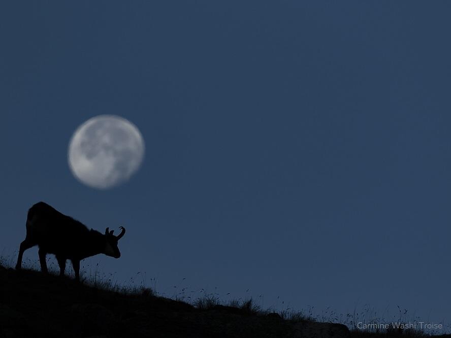 La natura sotto la luna - Merano e dintorni - #1 - suedtirol.info