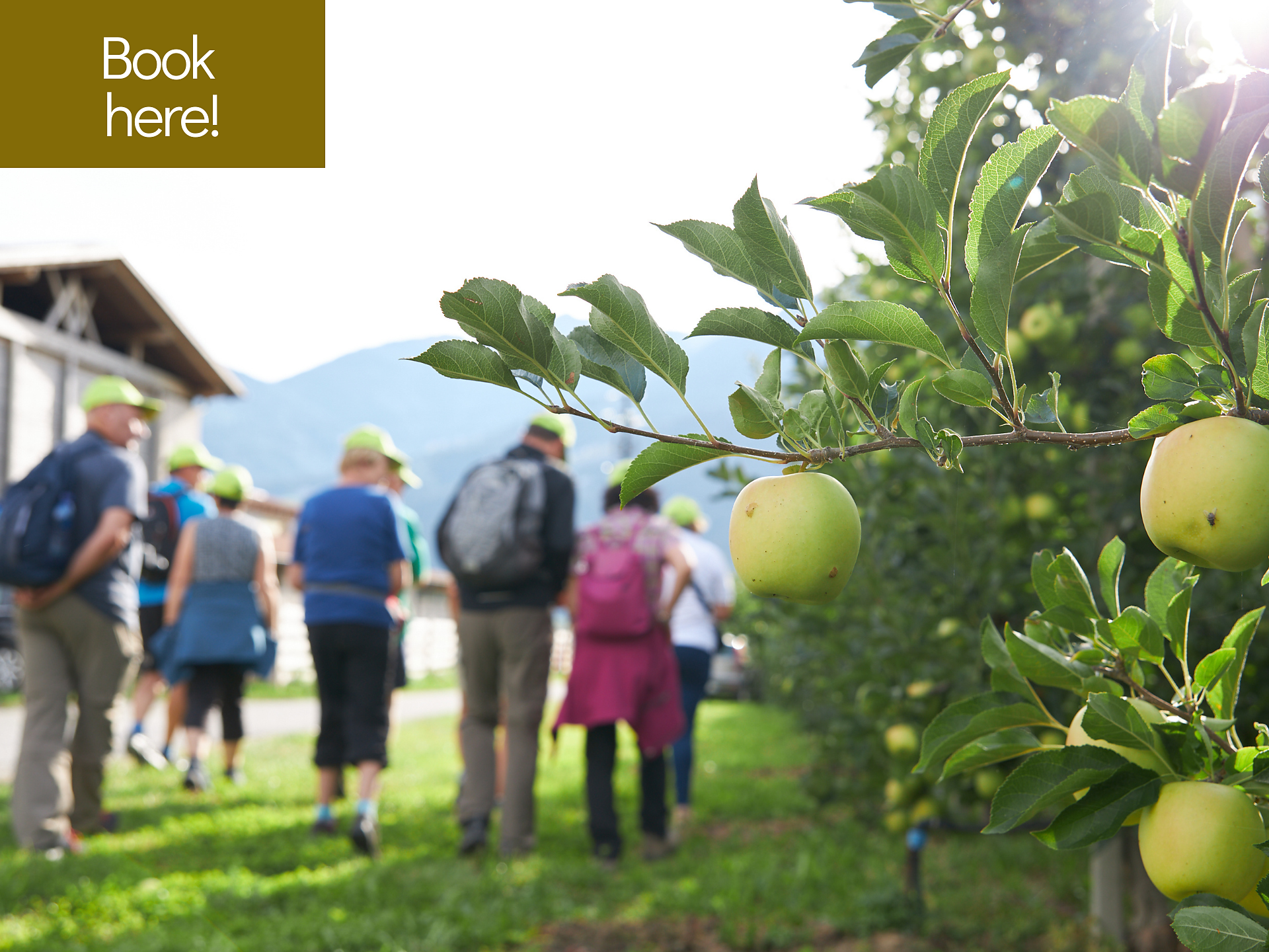 Der Südtiroler Apfel in seiner Bergwelt - Vinschgau - #1 - suedtirol.info