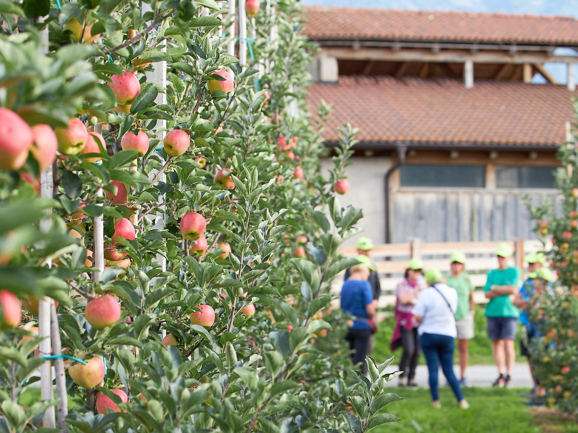 Der Südtiroler Apfel in seiner Bergwelt - Vinschgau - #2 - suedtirol.info