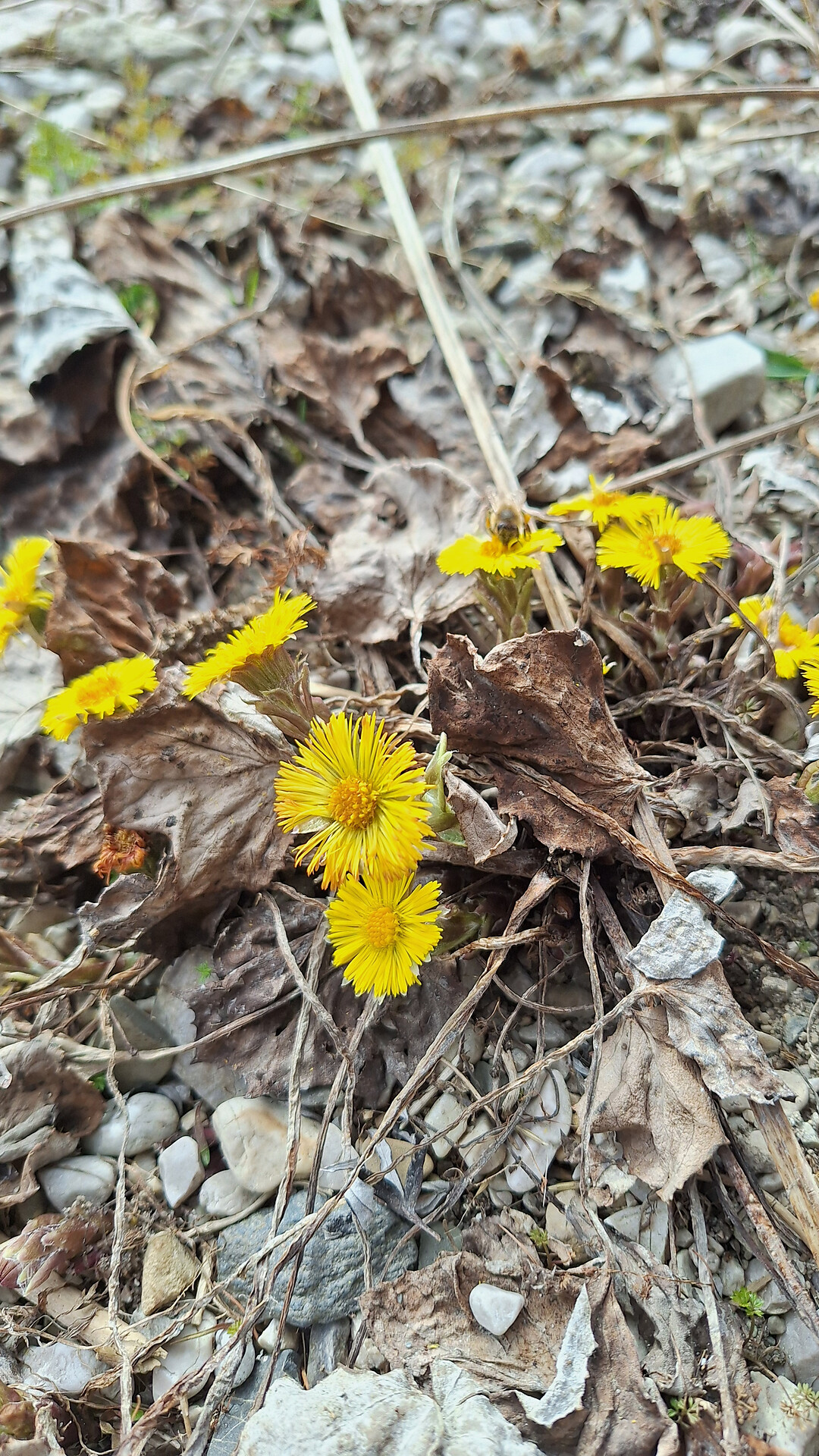 Die ersten Frühlingsboten auf den Gsieser Almen -  - #2 - suedtirol.info