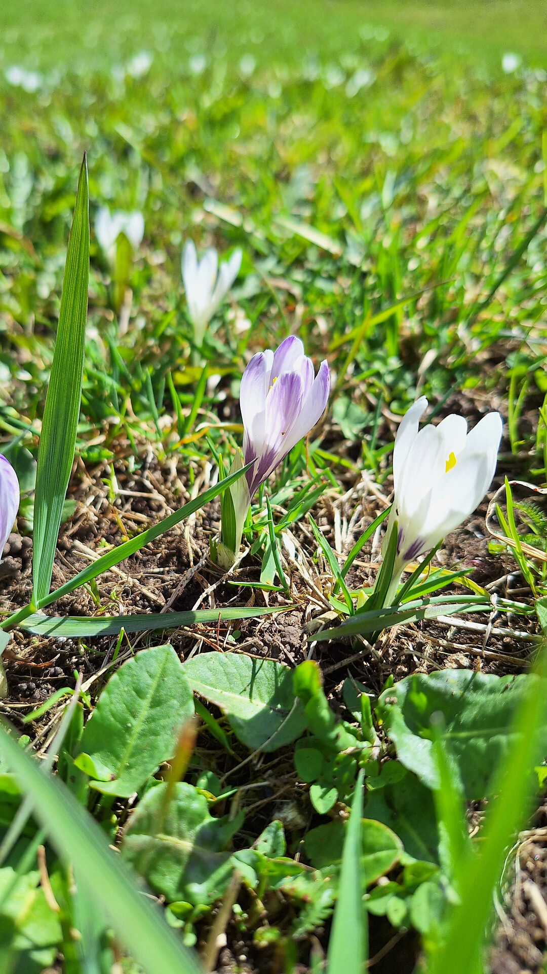 Die ersten Frühlingsboten auf den Gsieser Almen -  - #3 - suedtirol.info