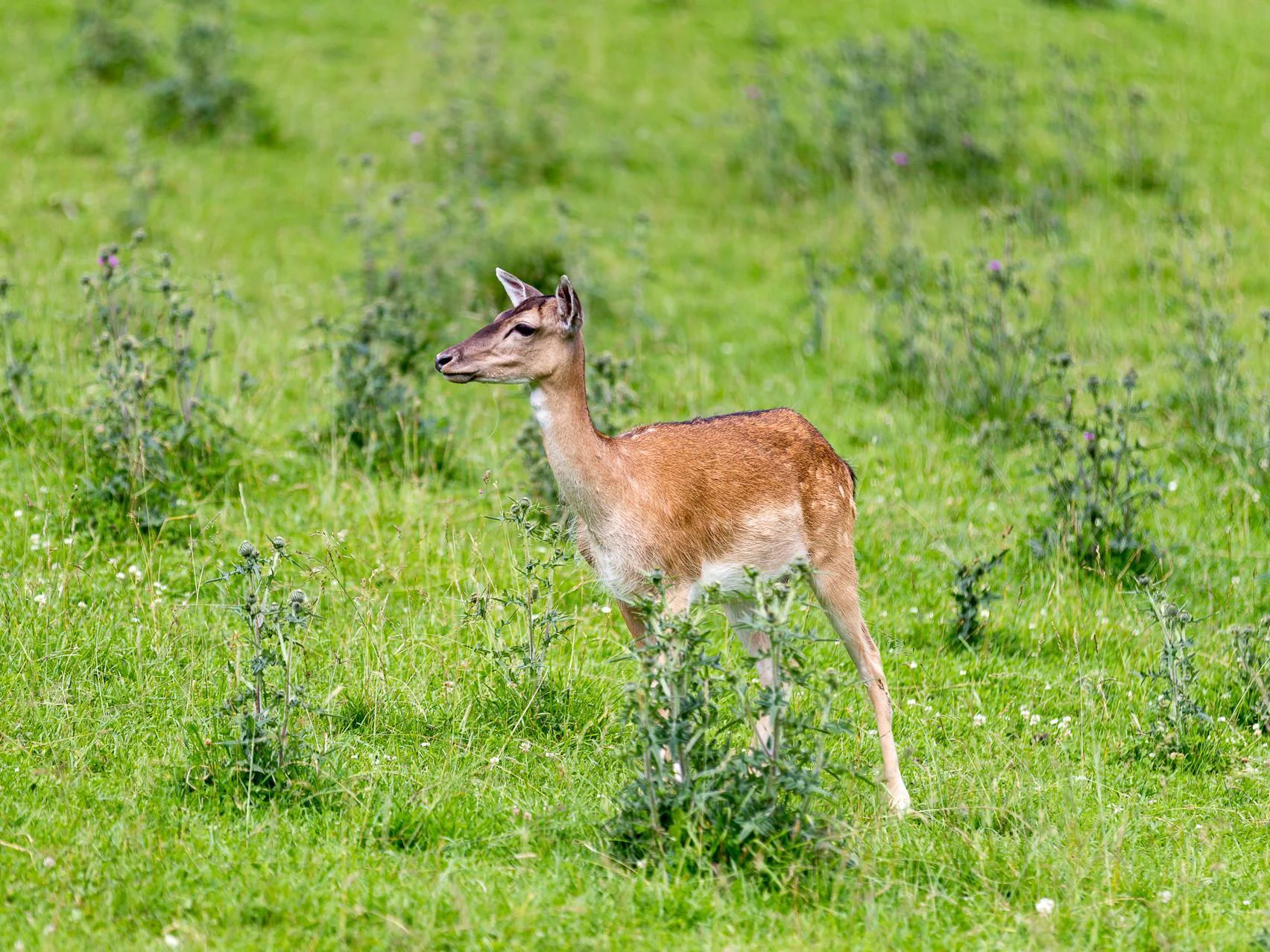 Dolomiti Ranger - Wildlife observation at sunrise Badia 2 suedtirol.info