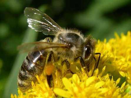 Alla scoperta del mondo delle api Avelengo 2 suedtirol.info