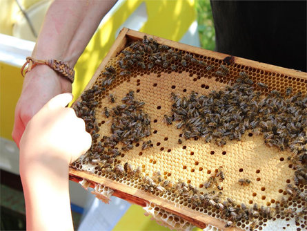 Alla scoperta del mondo delle api Avelengo 1 suedtirol.info