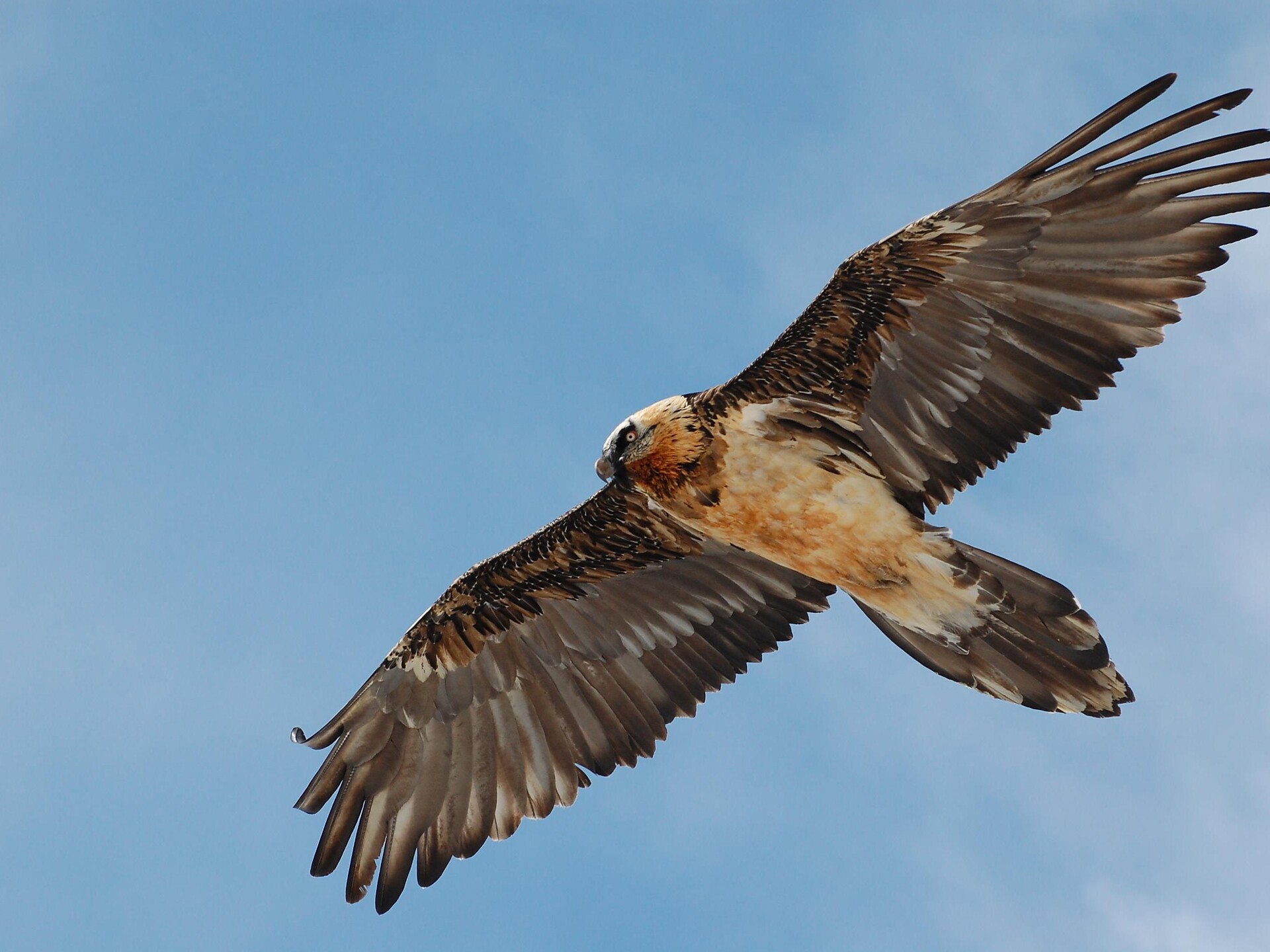 The Bearded Vulture Learns to Fly - Vinschgau/Val Venosta - #1 - suedtirol.info