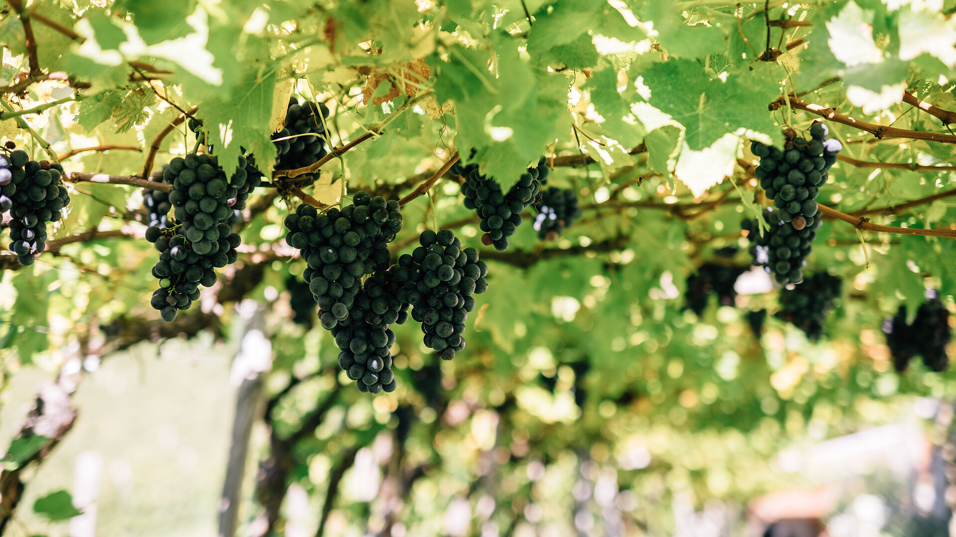 Der Weg der Traube: Eine Weinbergführung mit Verkostung - Meran und Umgebung - #1 - suedtirol.info