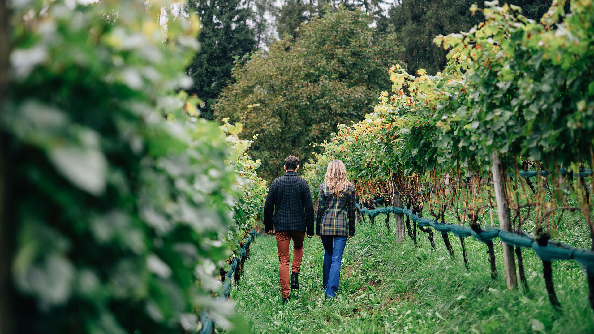 Der Weg der Traube: Eine Weinbergführung mit Verkostung - Meran und Umgebung - #3 - suedtirol.info