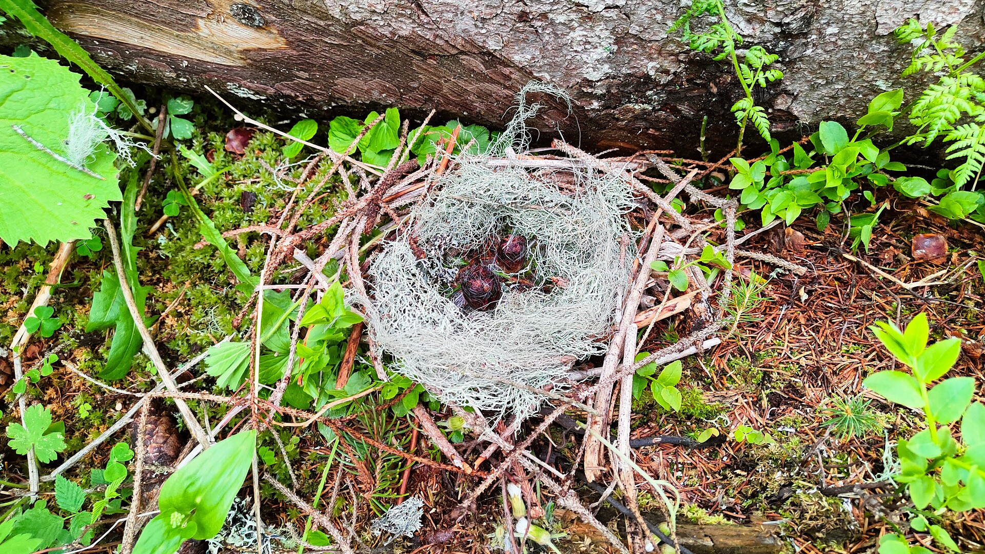 Il mattino ha l’oro in bocca… – escursione naturalistica alla scoperta degli ucc - Merano e dintorni - #2 - suedtirol.info