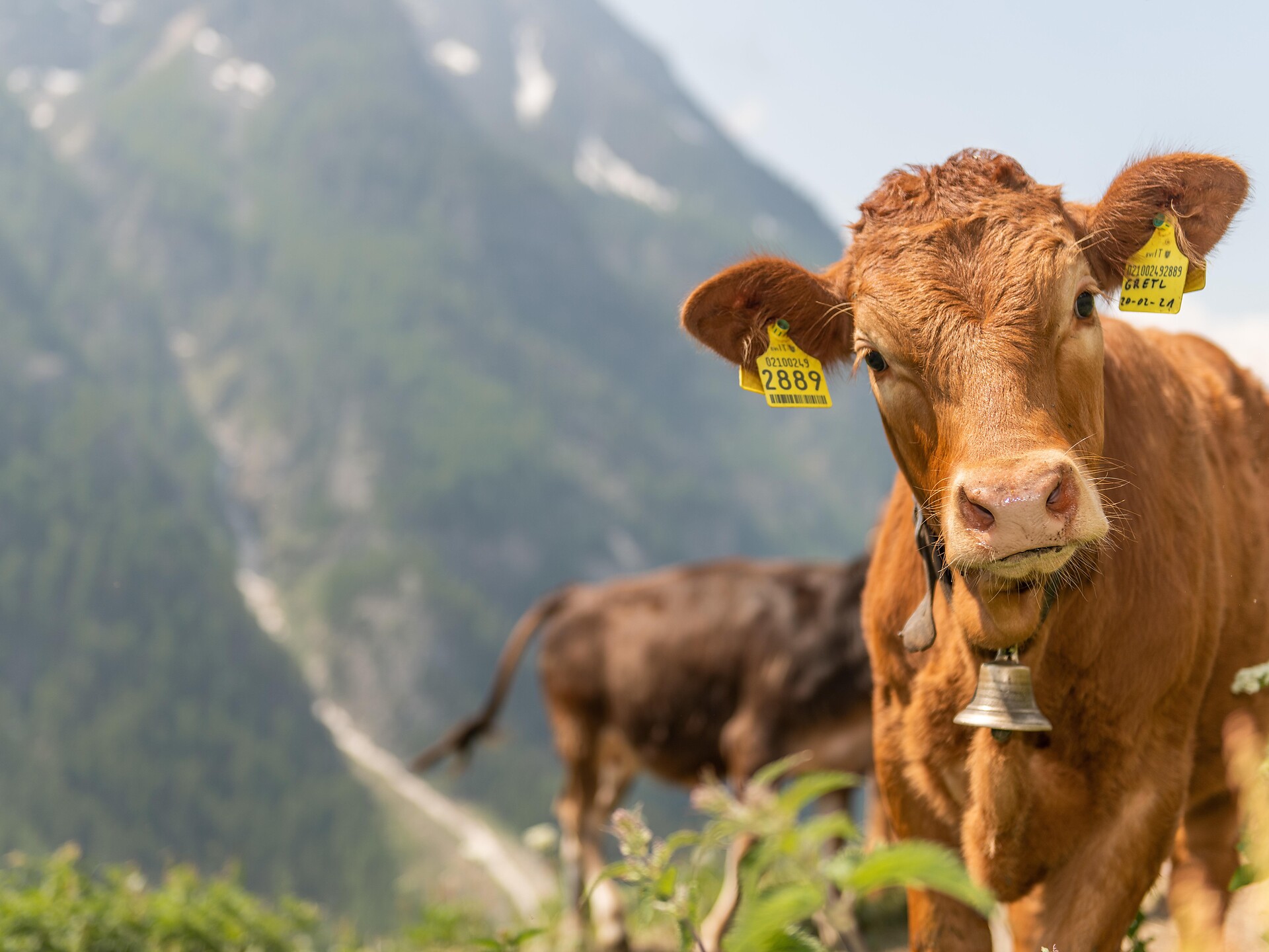 Das Leben auf dem Bergbauernhof - Hofführung Niederhof - Vinschgau - #2 - suedtirol.info