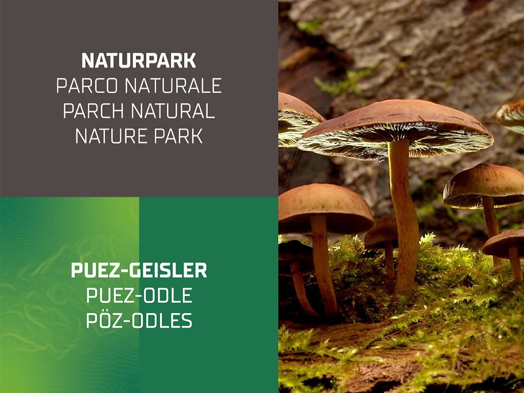 The Mushrooms of our Woods | Temporary exhibition - Dolomites Region Lüsen Villnöss - #1 - suedtirol.info