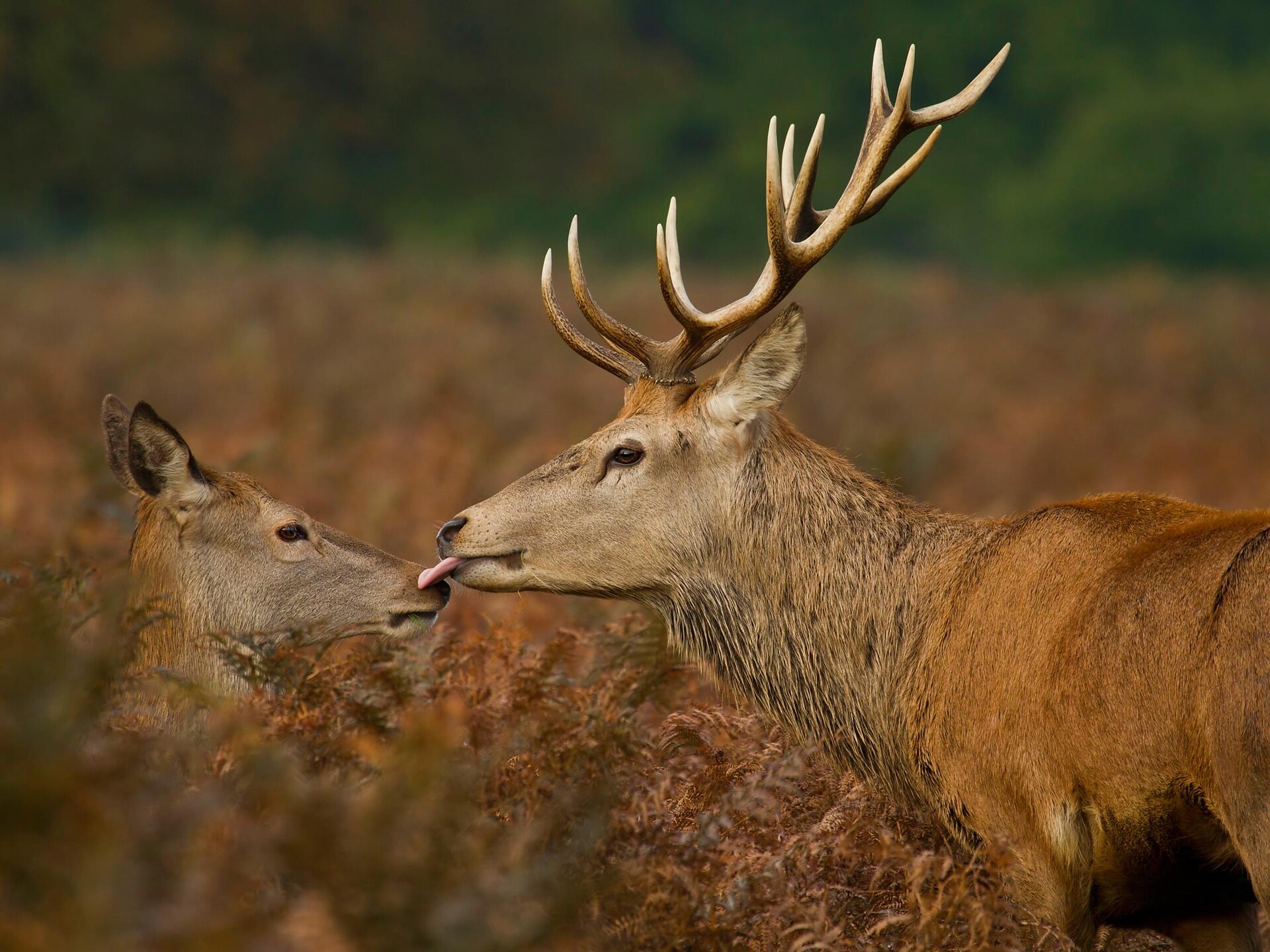 Matingcalls of the Red Deers - Vinschgau/Val Venosta - #1 - suedtirol.info