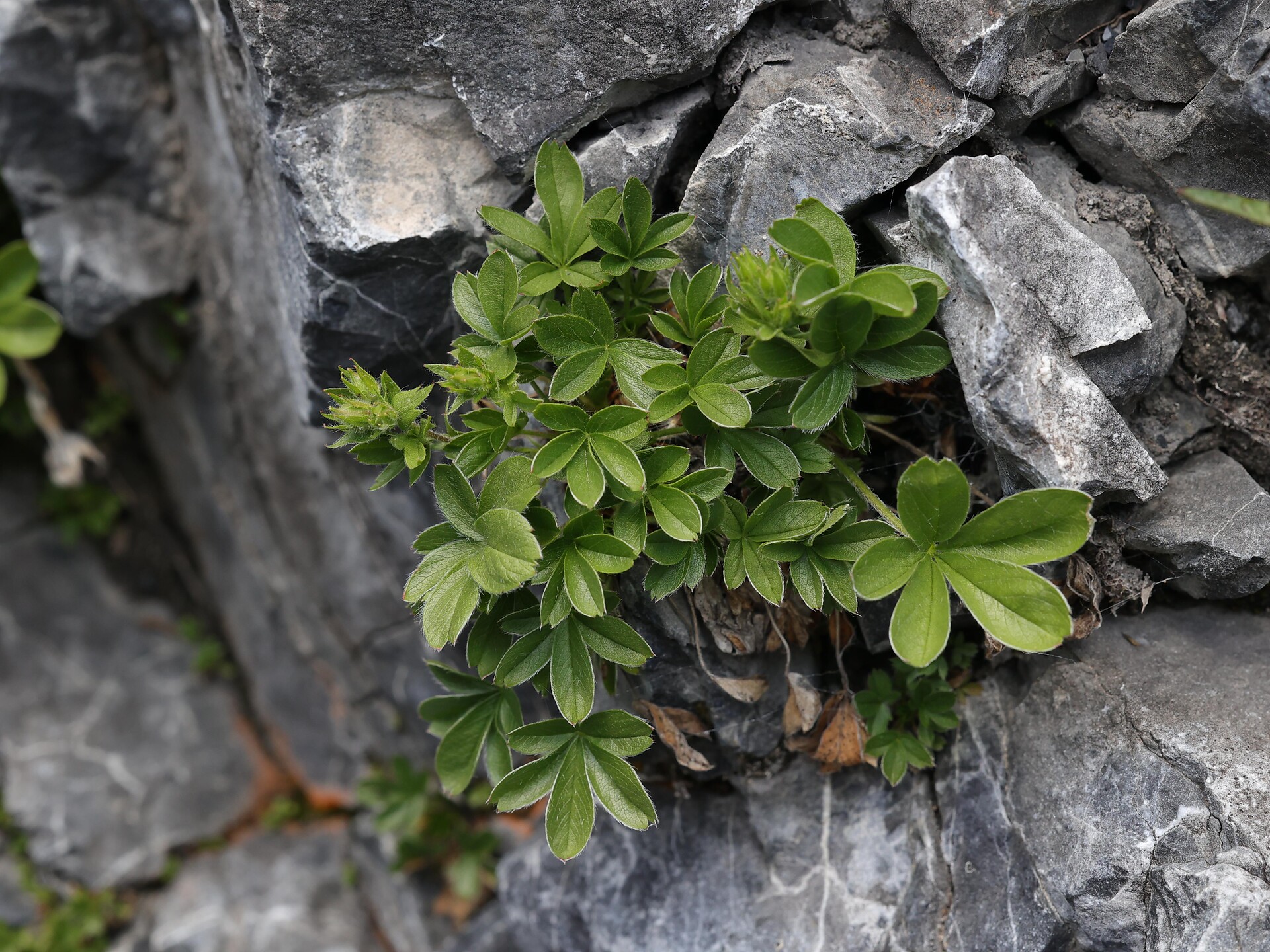 Die Schätze der Berge – Geführte Kräuterwanderung - Vinschgau - #1 - suedtirol.info