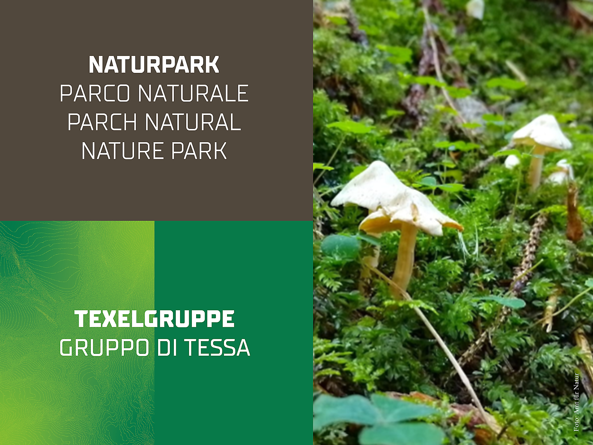 Die Pilze unserer Wälder - Exkursion - Meran und Umgebung - #3 - suedtirol.info