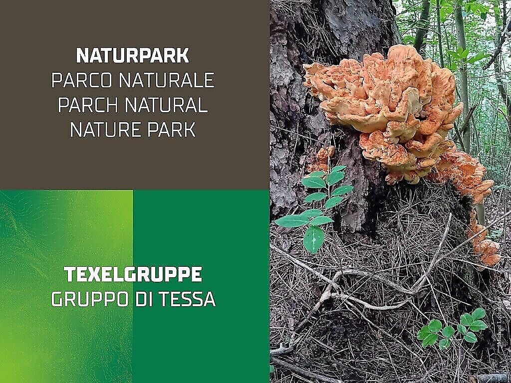 Die Pilze unserer Wälder - Exkursion - Meran und Umgebung - #2 - suedtirol.info
