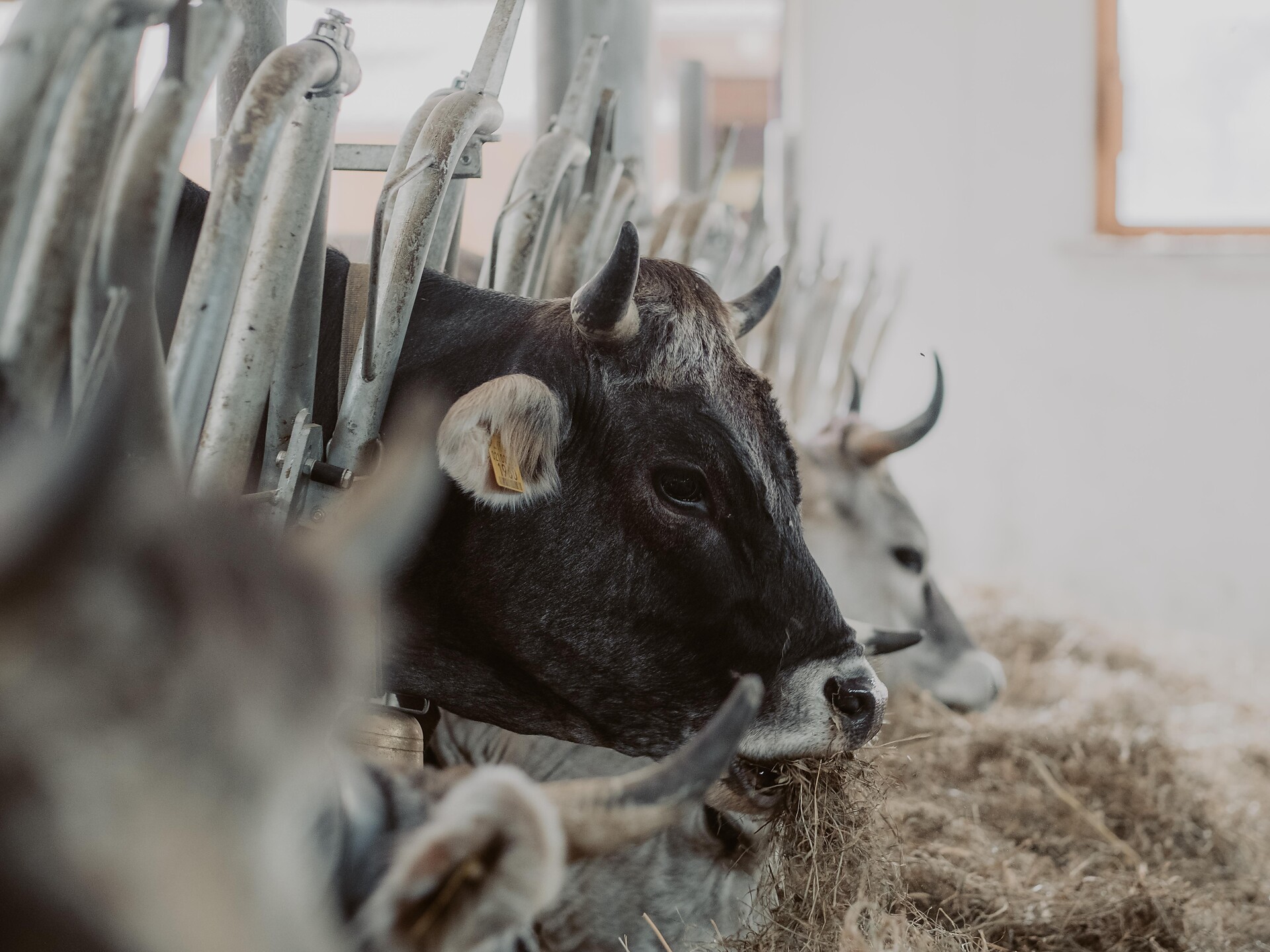 Organic farm experiences for the whole family - Sterzing/Vipiteno and environs - #1 - suedtirol.info