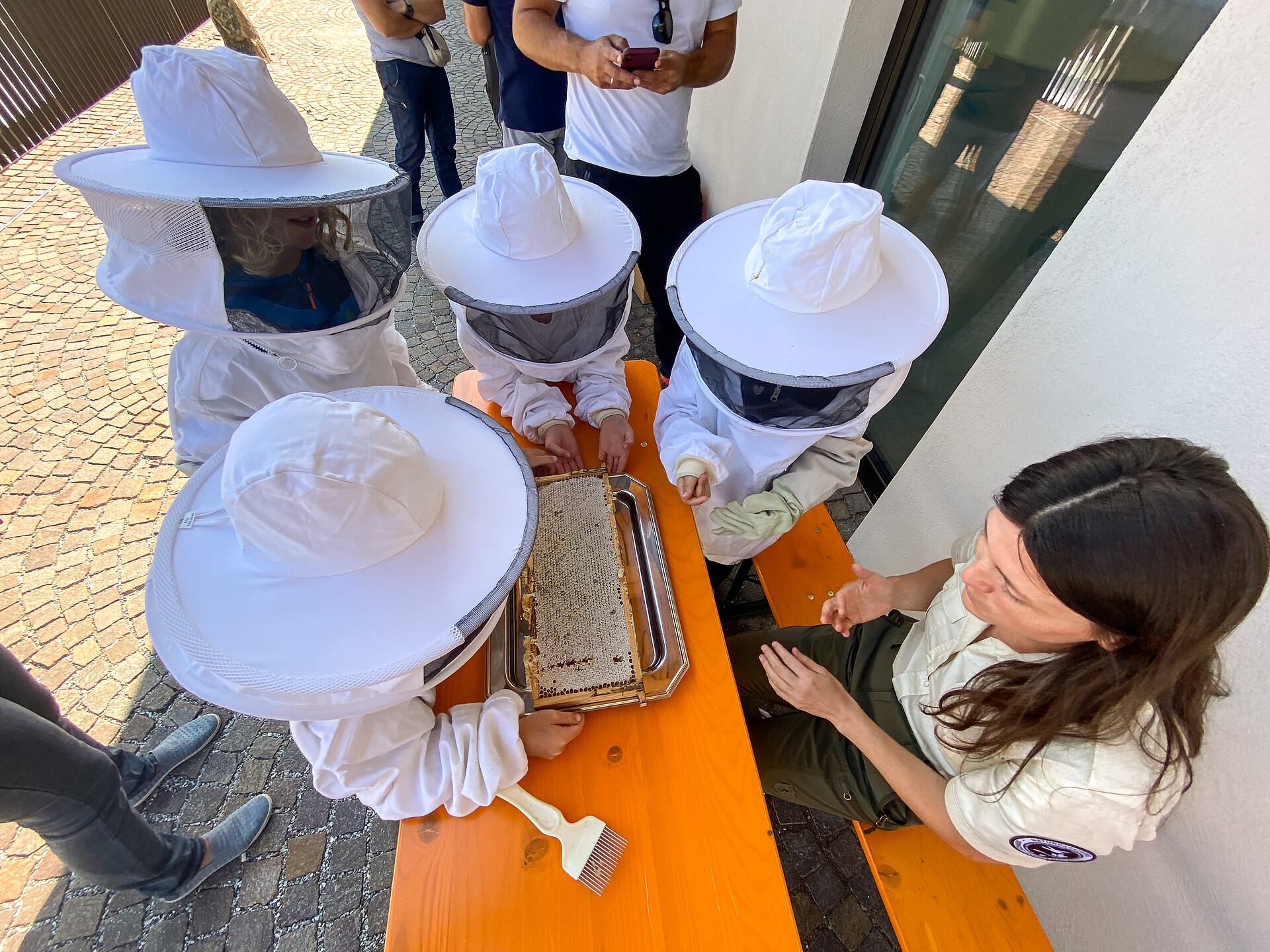 Dolomiti Ranger: Von der Biene zum Honig - Dolomitenregion Seiser Alm - #2 - suedtirol.info