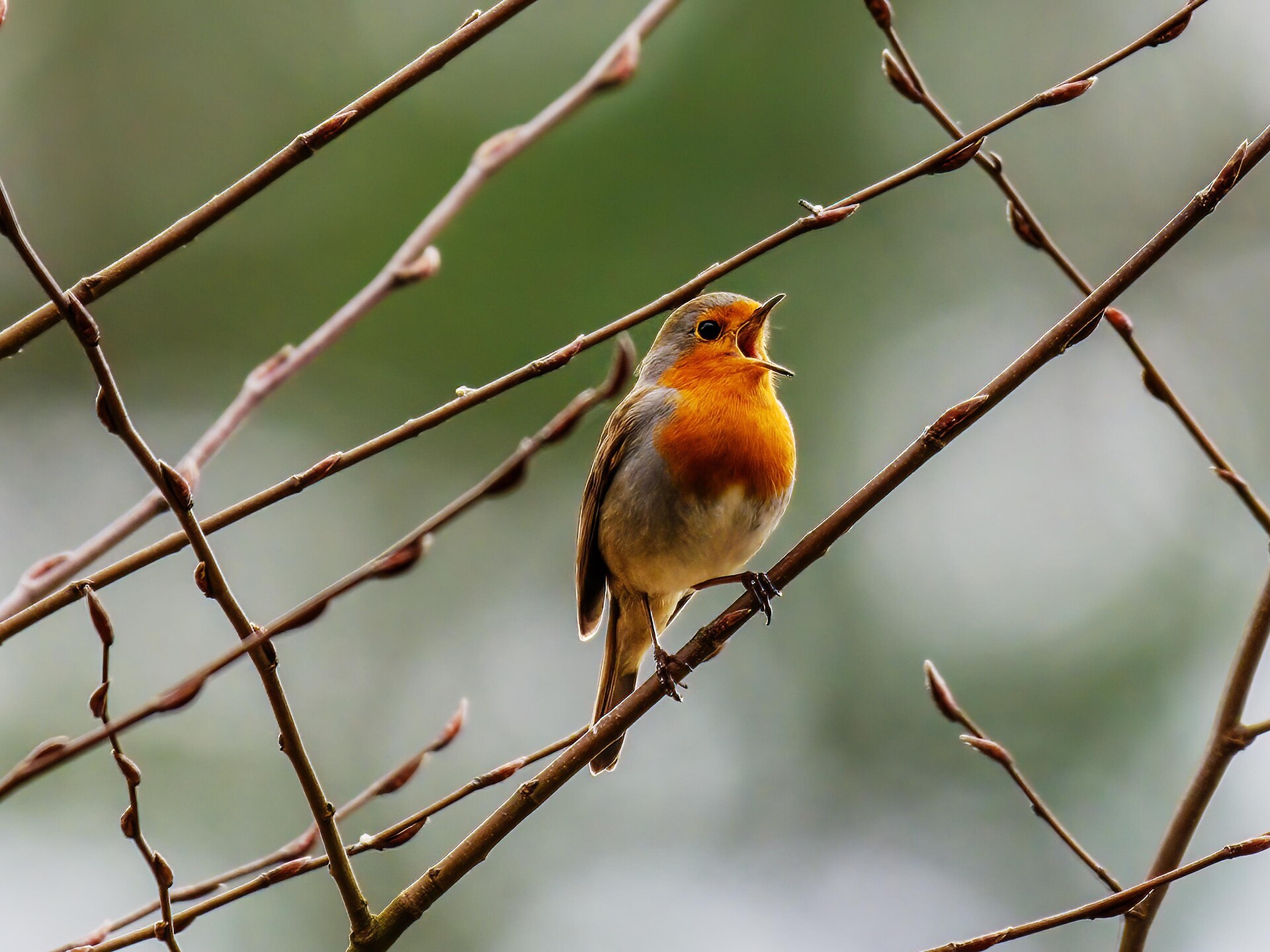 Der Klang der Natur - Vogelstimmenwanderung am Vorbichl (TESANA) - Meran und Umgebung - #2 - suedtirol.info