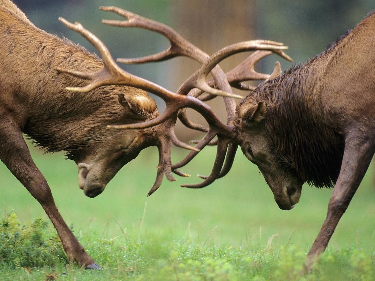 Die Brunft des Rothirsches - im Trafoital - Vinschgau - #1 - suedtirol.info
