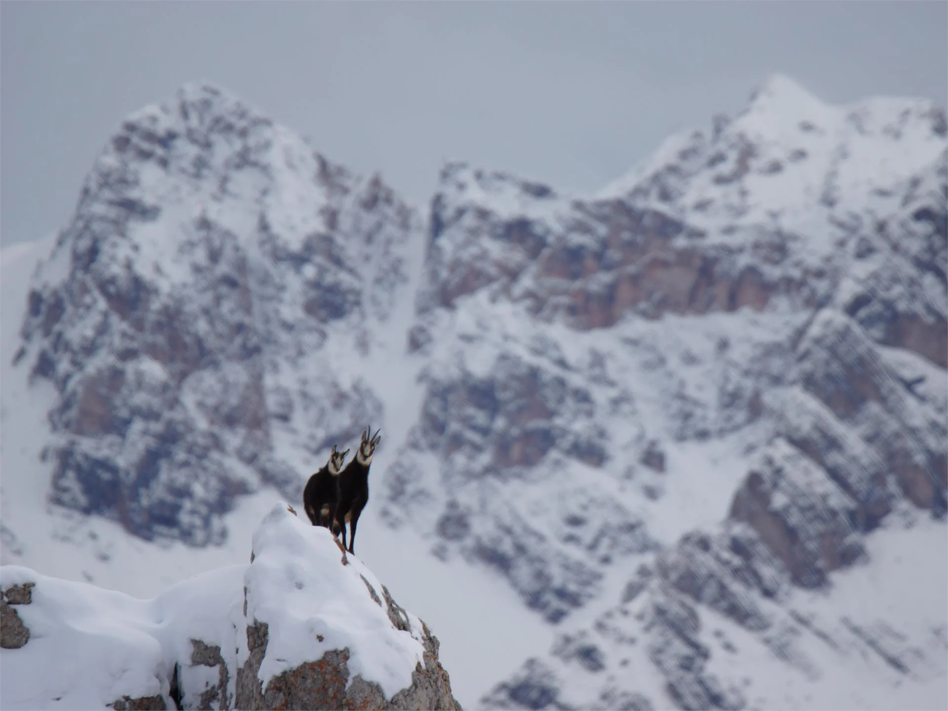 Dolomiti Ranger - Wildlife Observation in the snow Al Plan/San Vigilio 1 suedtirol.info