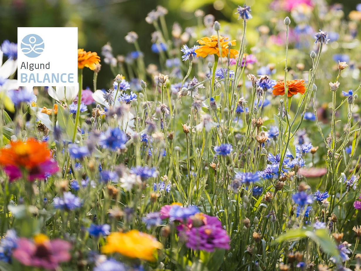 Duftende Pfade - Erlebniswanderung Kräuter - Meran und Umgebung - #1 - suedtirol.info