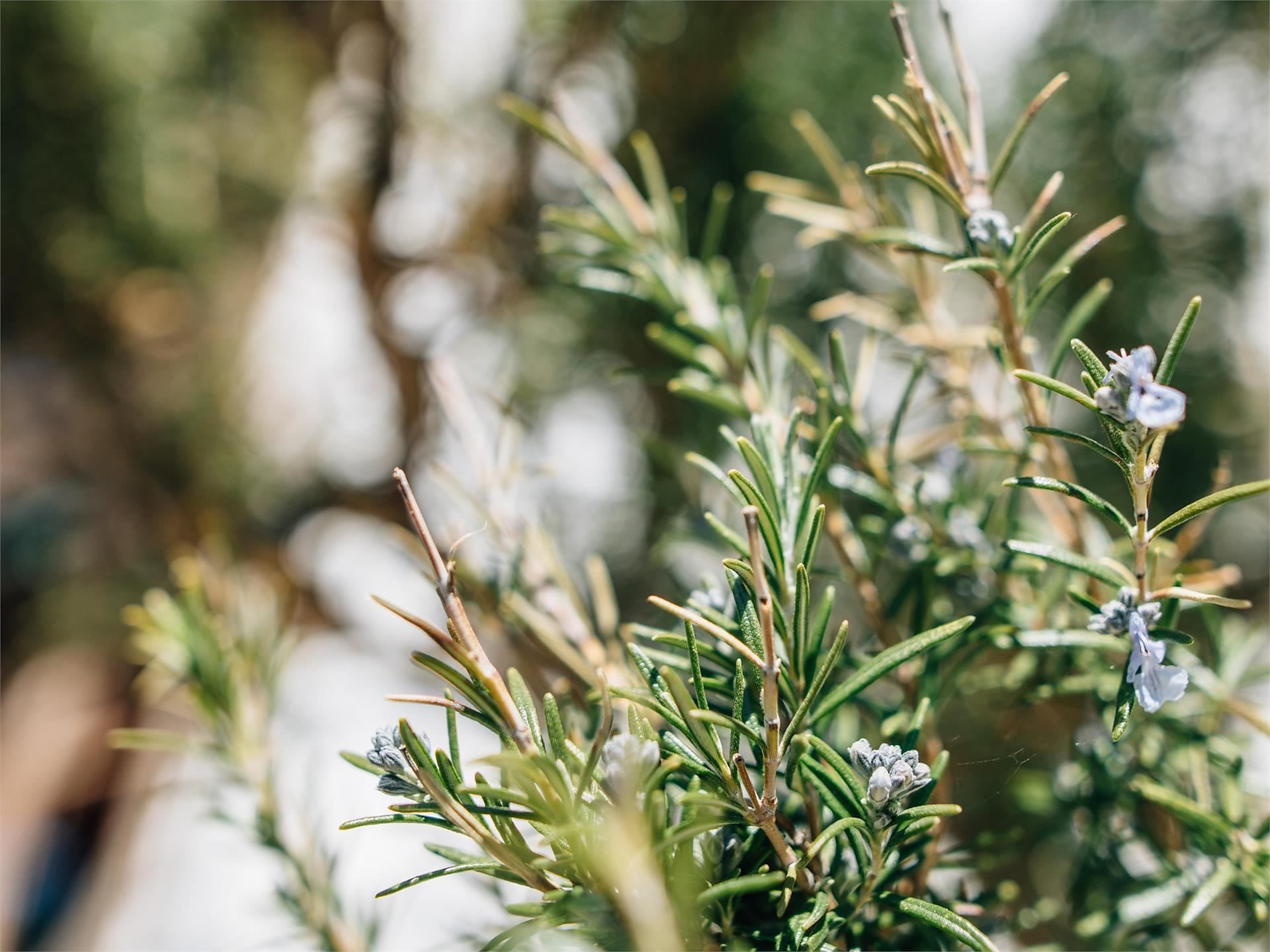 Duftende Pfade - Erlebniswanderung Kräuter - Meran und Umgebung - #3 - suedtirol.info