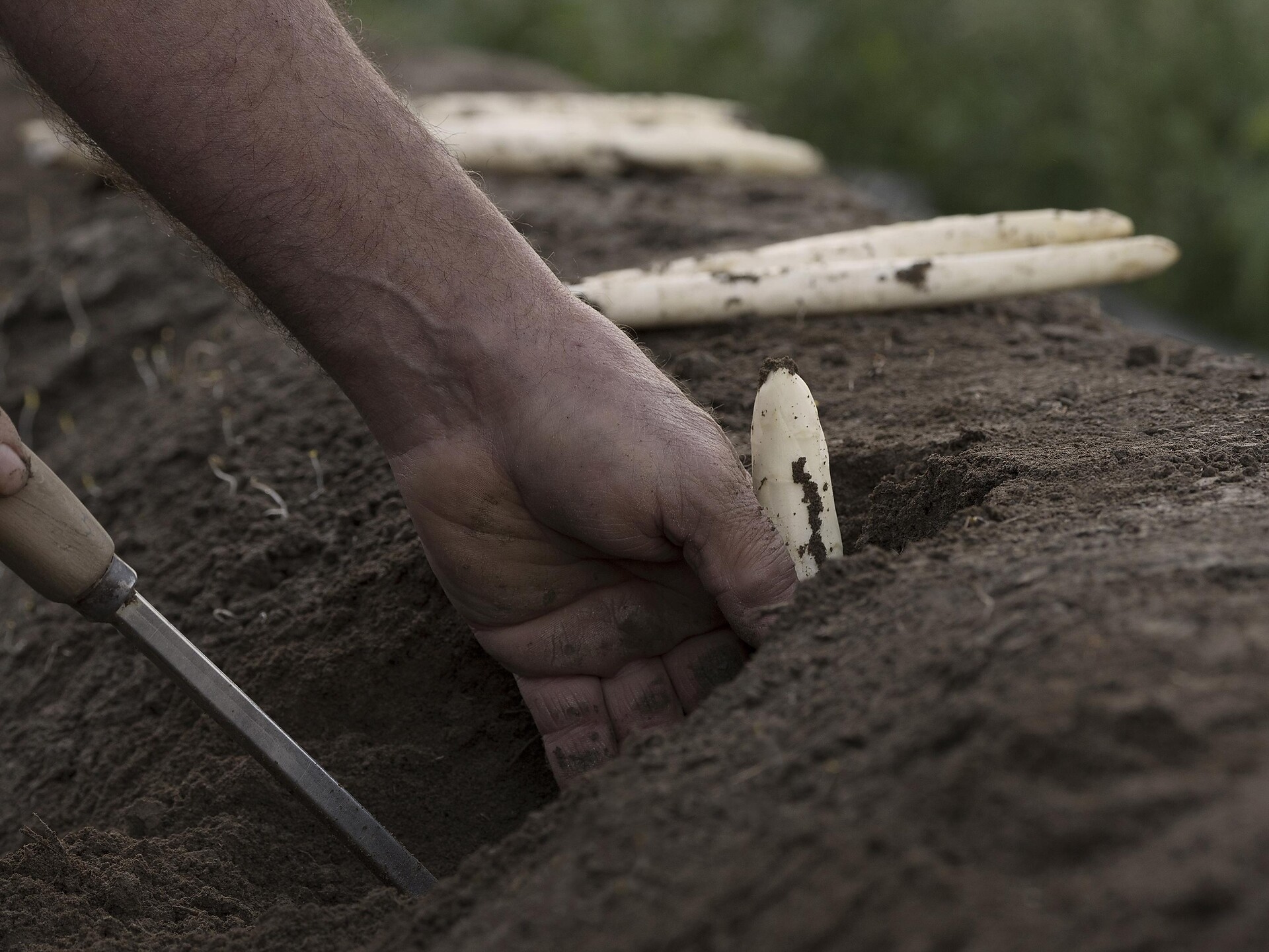 Dem Spargelbauer über die Schulter schauen mit anschließender Weinverkostung - Südtiroler Weinstraße - #2 - suedtirol.info
