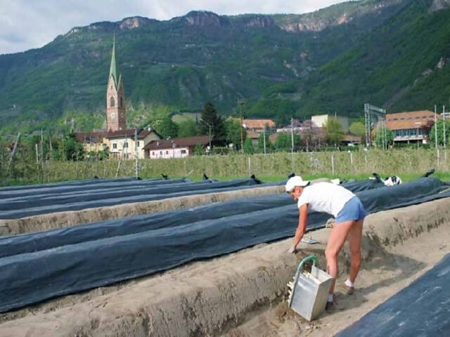 Dem Spargelbauer über die Schulter schauen mit anschließender Weinverkostung - Südtiroler Weinstraße - #3 - suedtirol.info