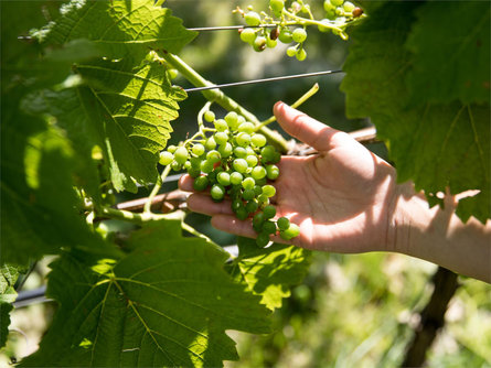 The path of the grape: a guided tour of the vineyard with tasting Riffian/Rifiano 3 suedtirol.info