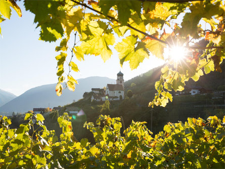 The path of the grape: a guided tour of the vineyard with tasting Riffian/Rifiano 1 suedtirol.info