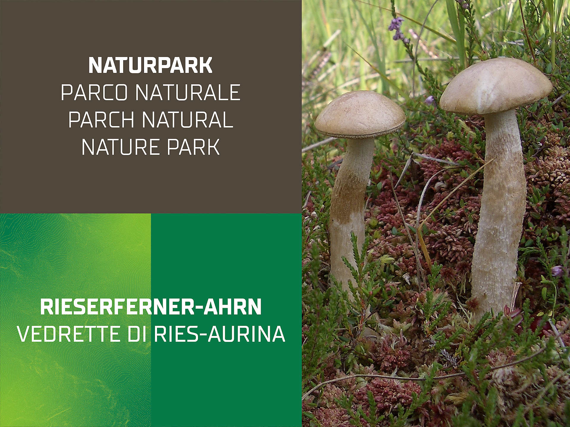 Die Pilze unserer Wälder | Exkursion - Dolomitenregion Kronplatz - #1 - suedtirol.info