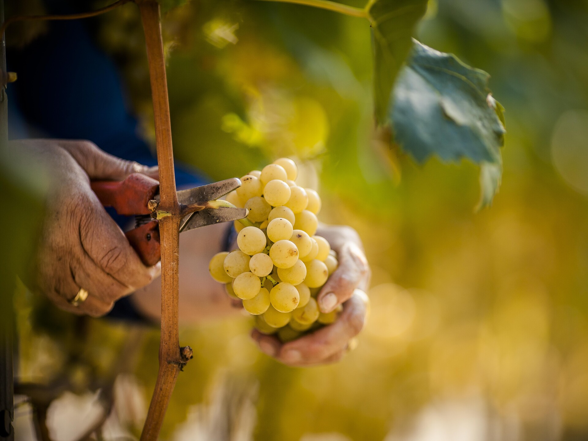 Der Weg der Traube: Eine Weinbergführung mit Verkostung Riffian 2 suedtirol.info
