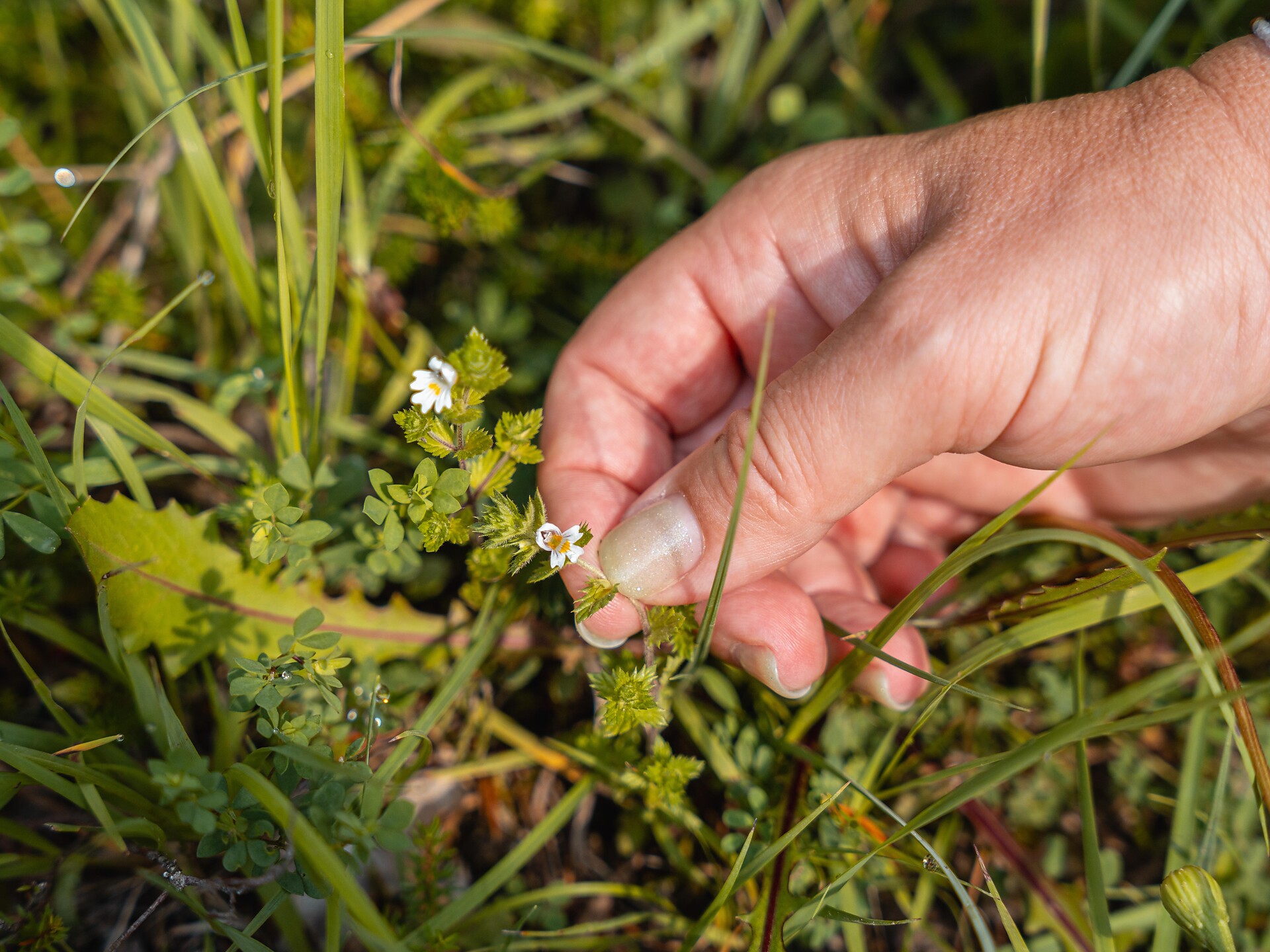 Plan de Corones and its wild herbs Al Plan/San Vigilio 1 suedtirol.info