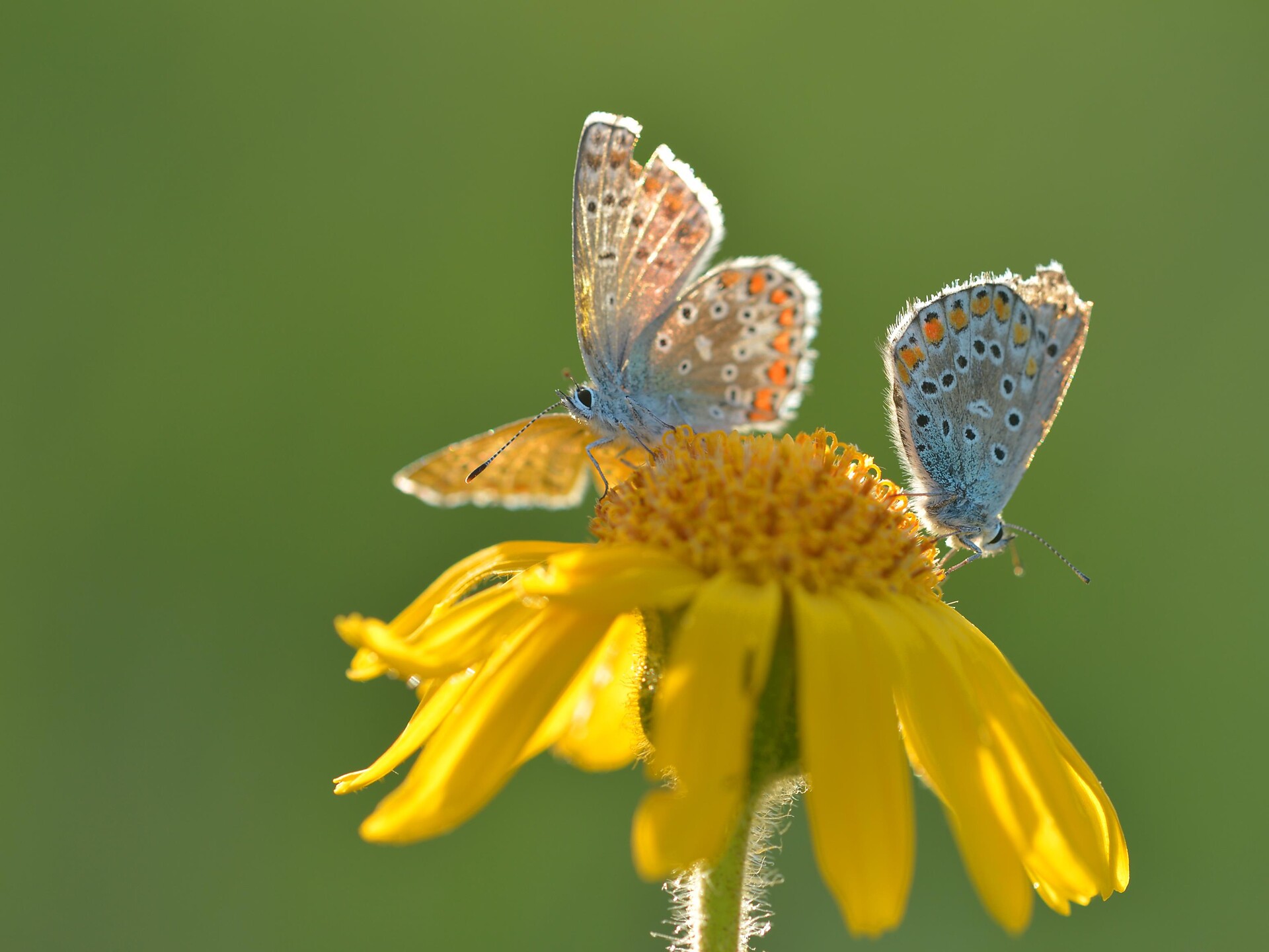 Dolomiti Ranger: Wildblumen & Schmetterlinge Kastelruth 1 suedtirol.info