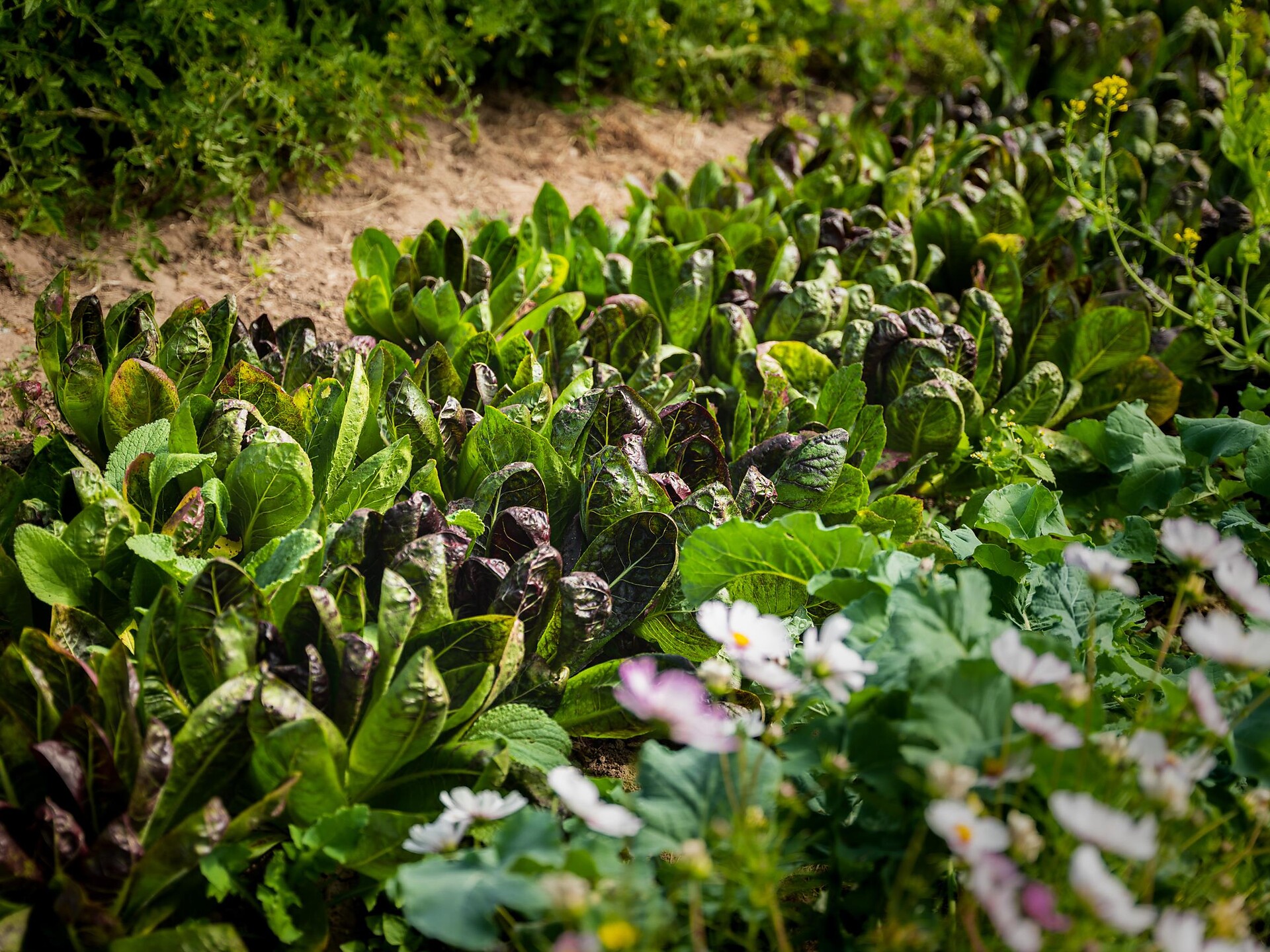 The Future Grows in the Soil – Regenerative Insights with Urs Mauk - Dolomites Region Eggental - #1 - suedtirol.info