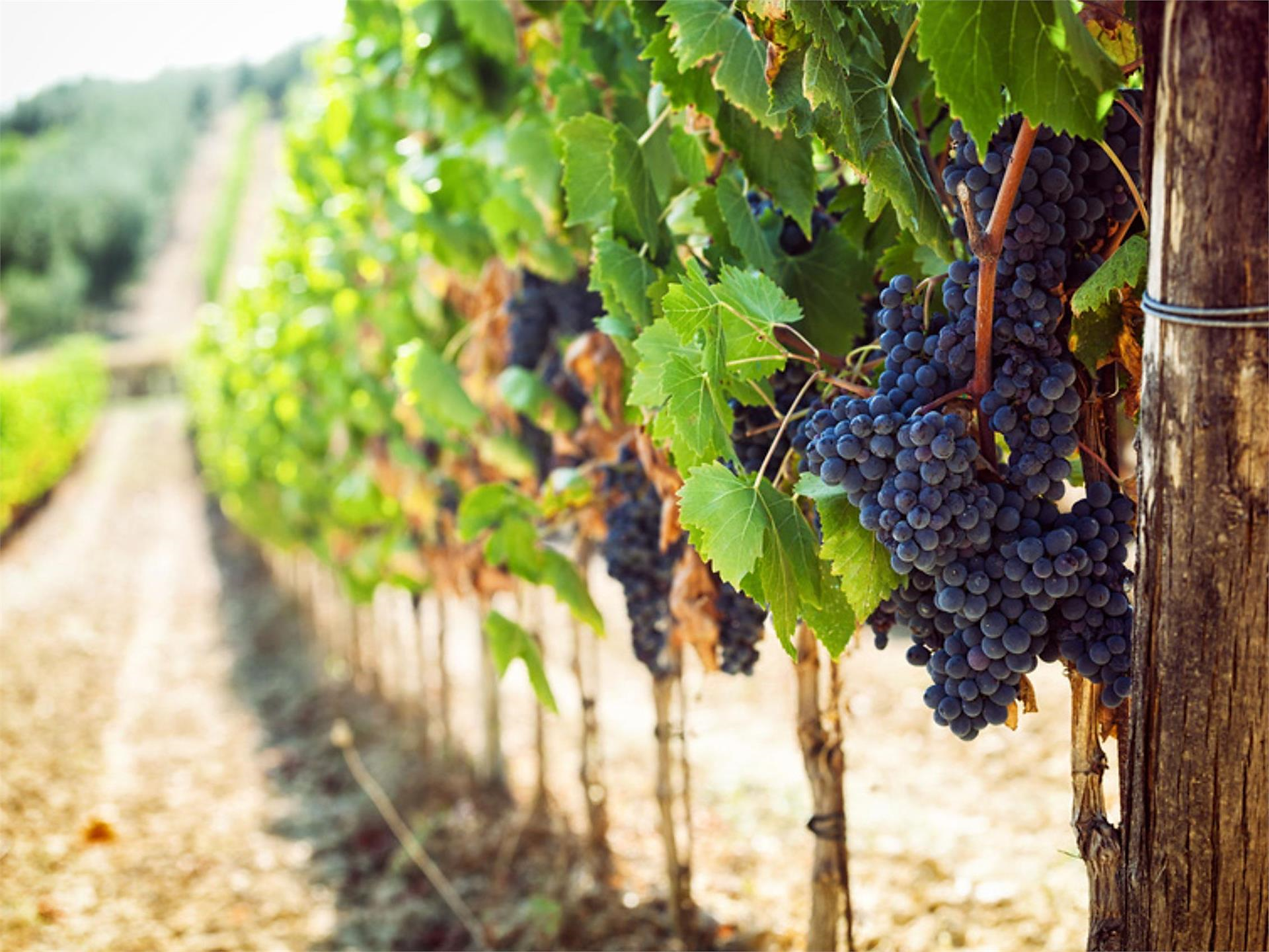 Das vertiefende Wein-ABC - Neustift - 2025 Vahrn 1 suedtirol.info
